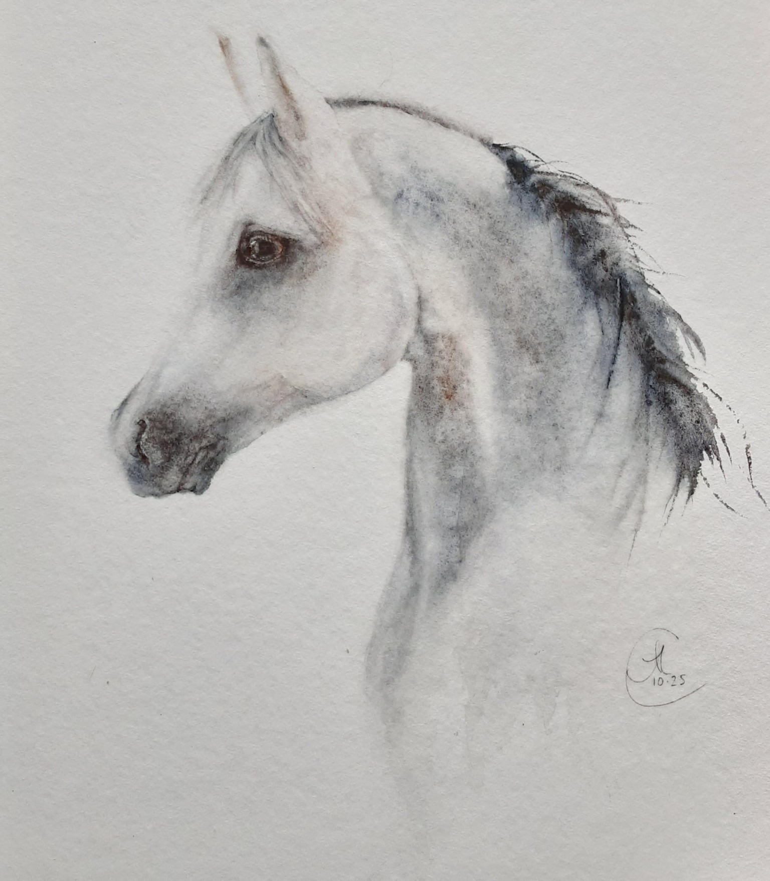 Arabian horse-Jane Davies tutorial - image 1 - student project