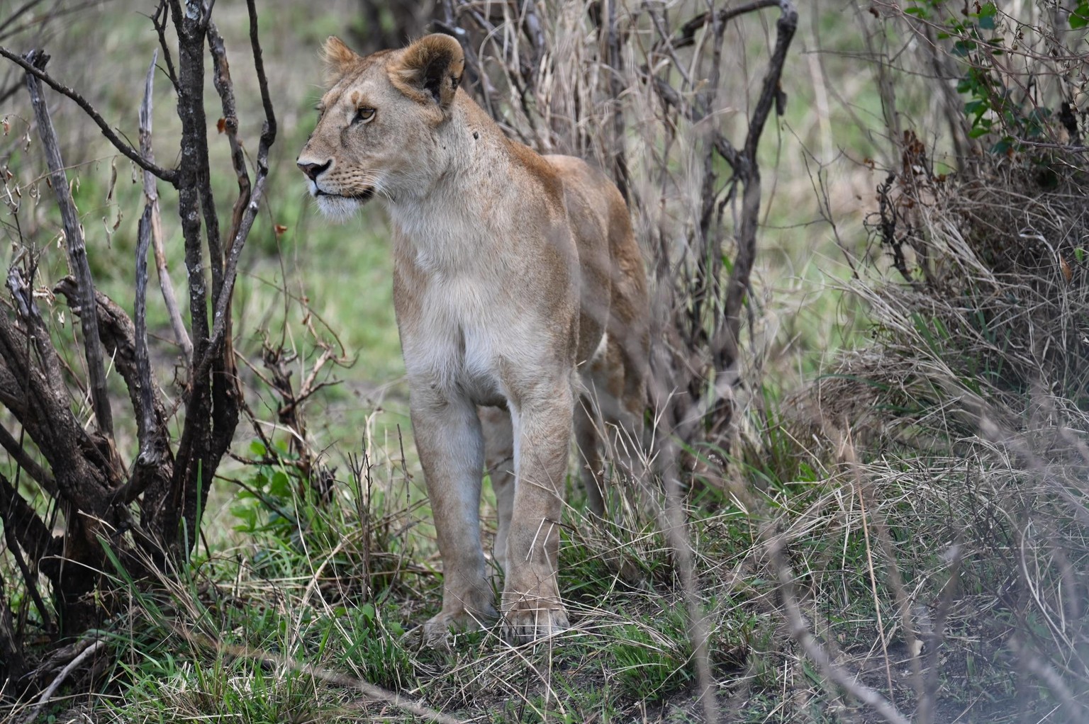 In the Wild - image 1 - student project