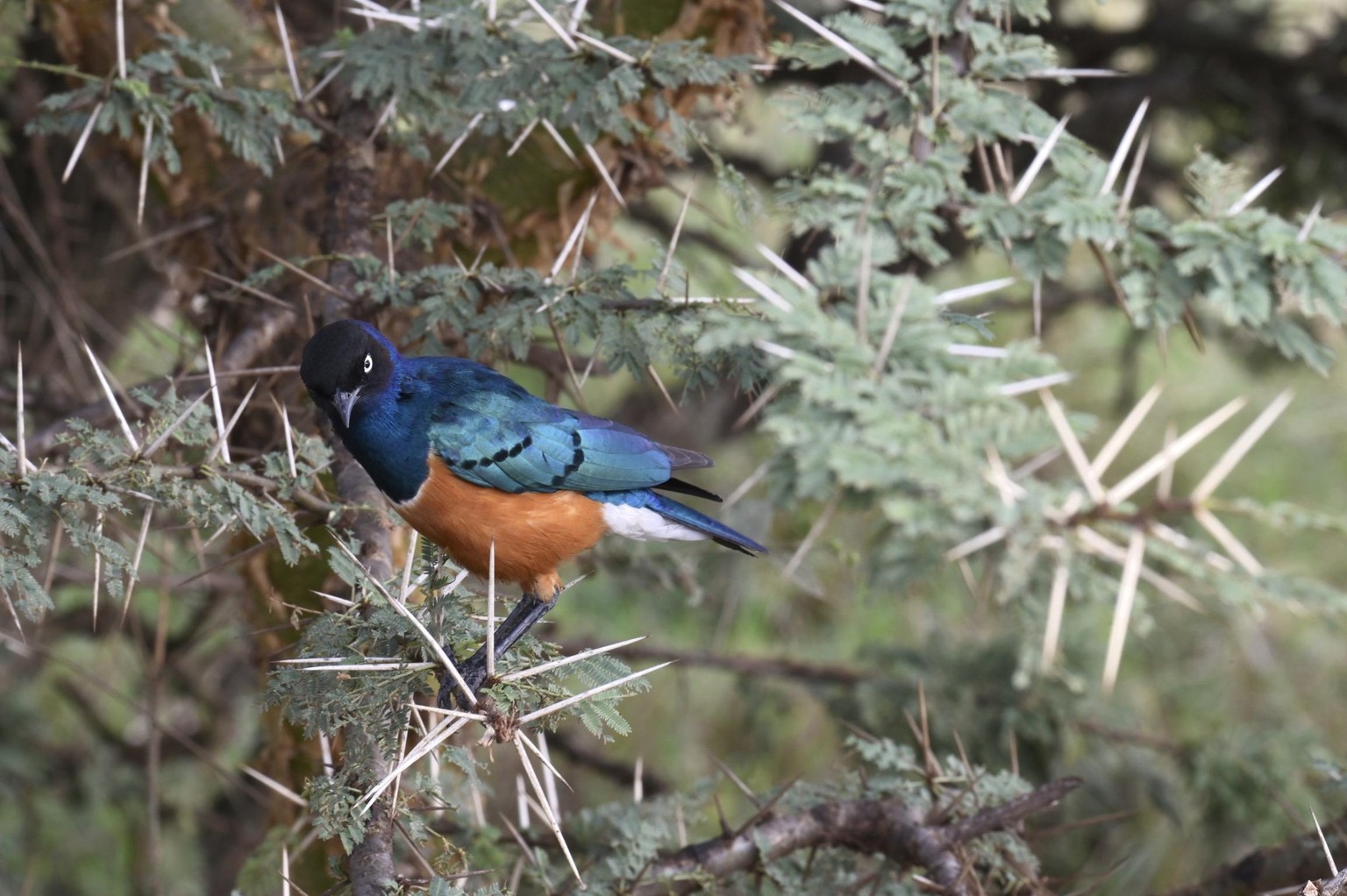 In the Wild - image 2 - student project