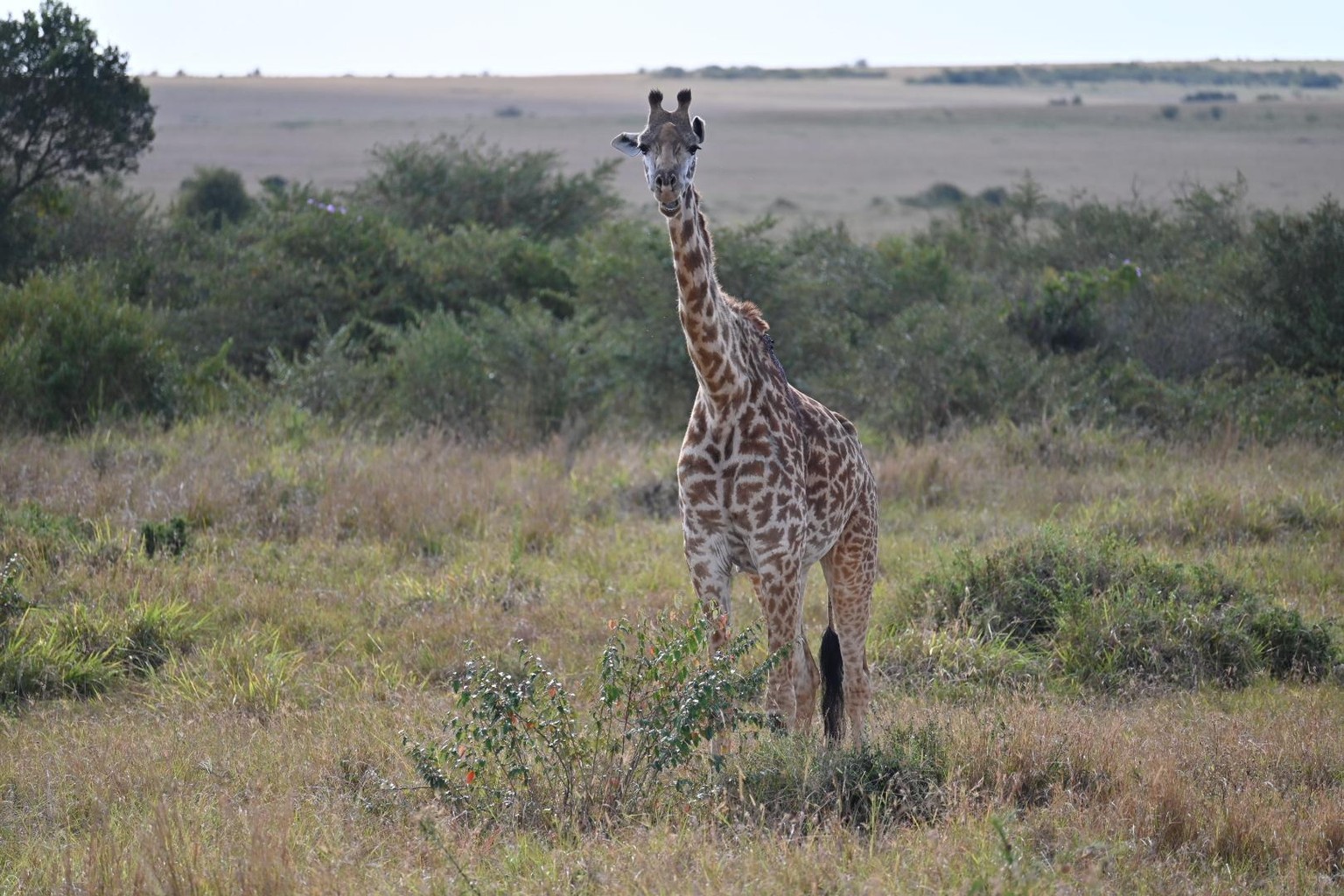 In the Wild - image 7 - student project
