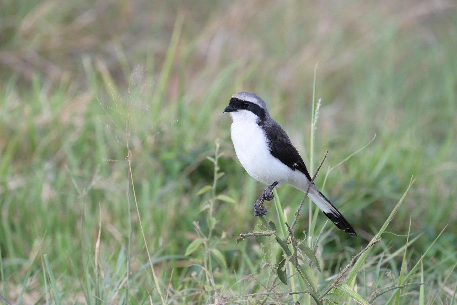 In the Wild - image 8 - student project
