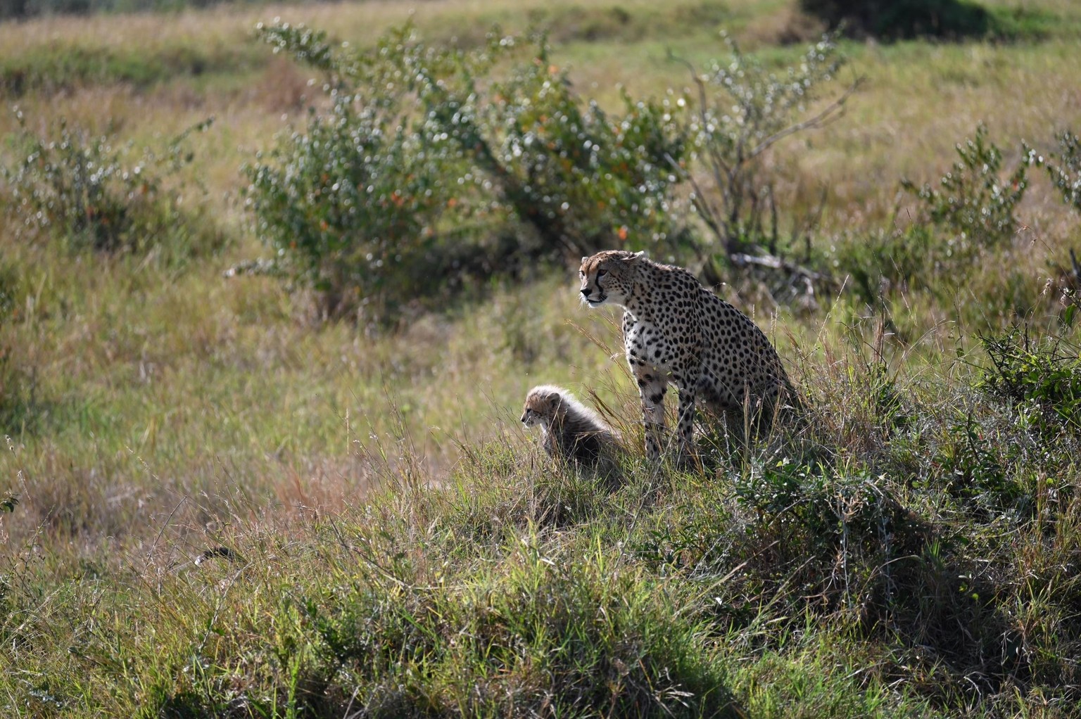 In the Wild - image 5 - student project