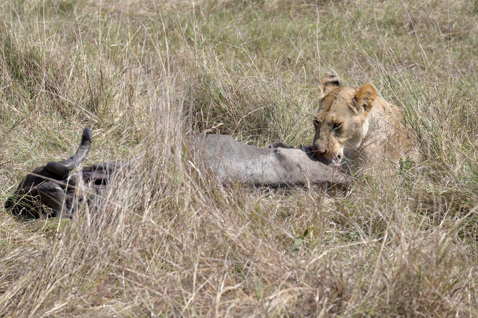 In the Wild - image 4 - student project