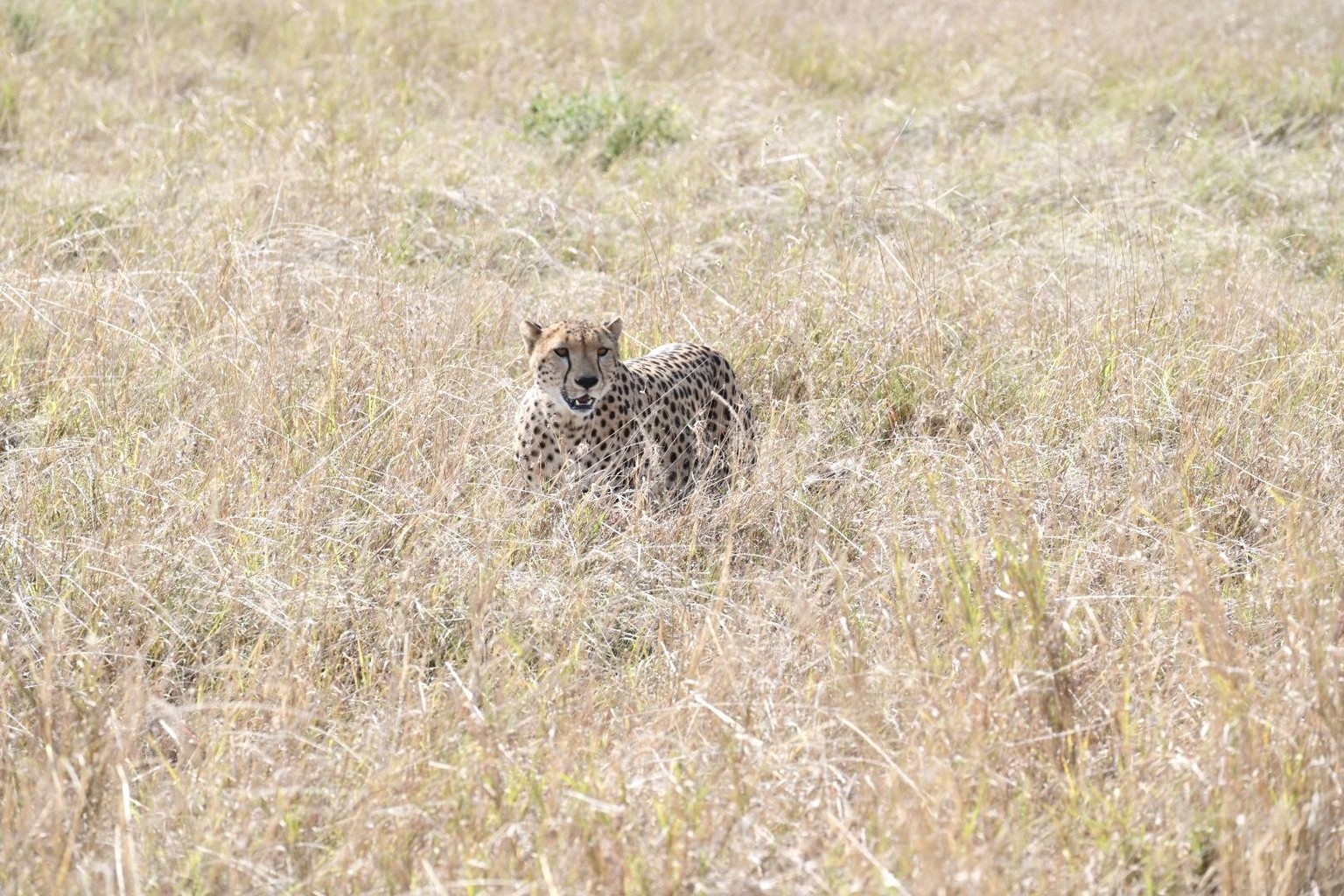 In the Wild - image 6 - student project