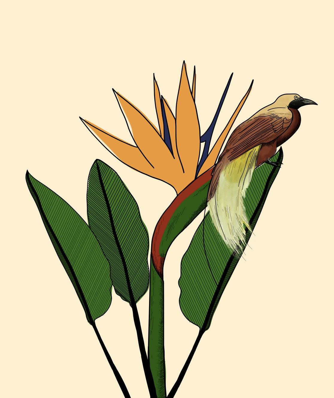 Paradise Bird Plant & Animal - image 5 - student project