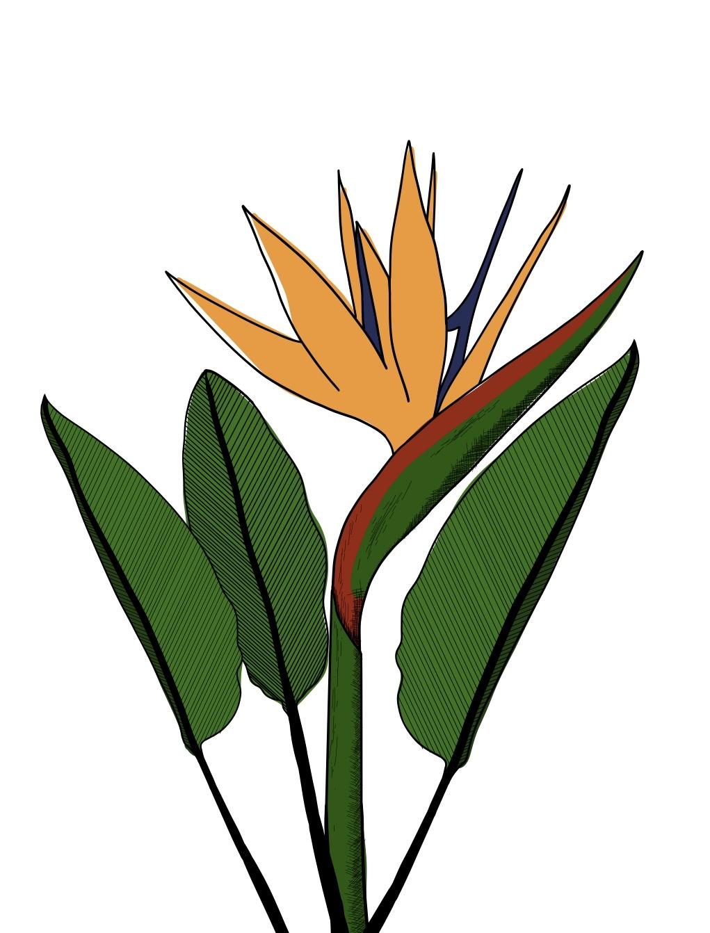 Paradise Bird Plant & Animal - image 2 - student project
