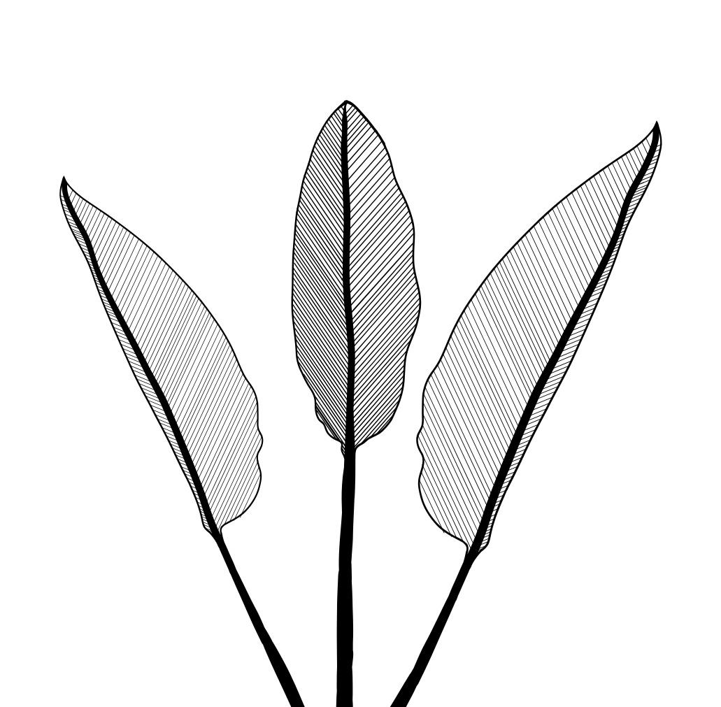 Paradise Bird Plant & Animal - image 1 - student project
