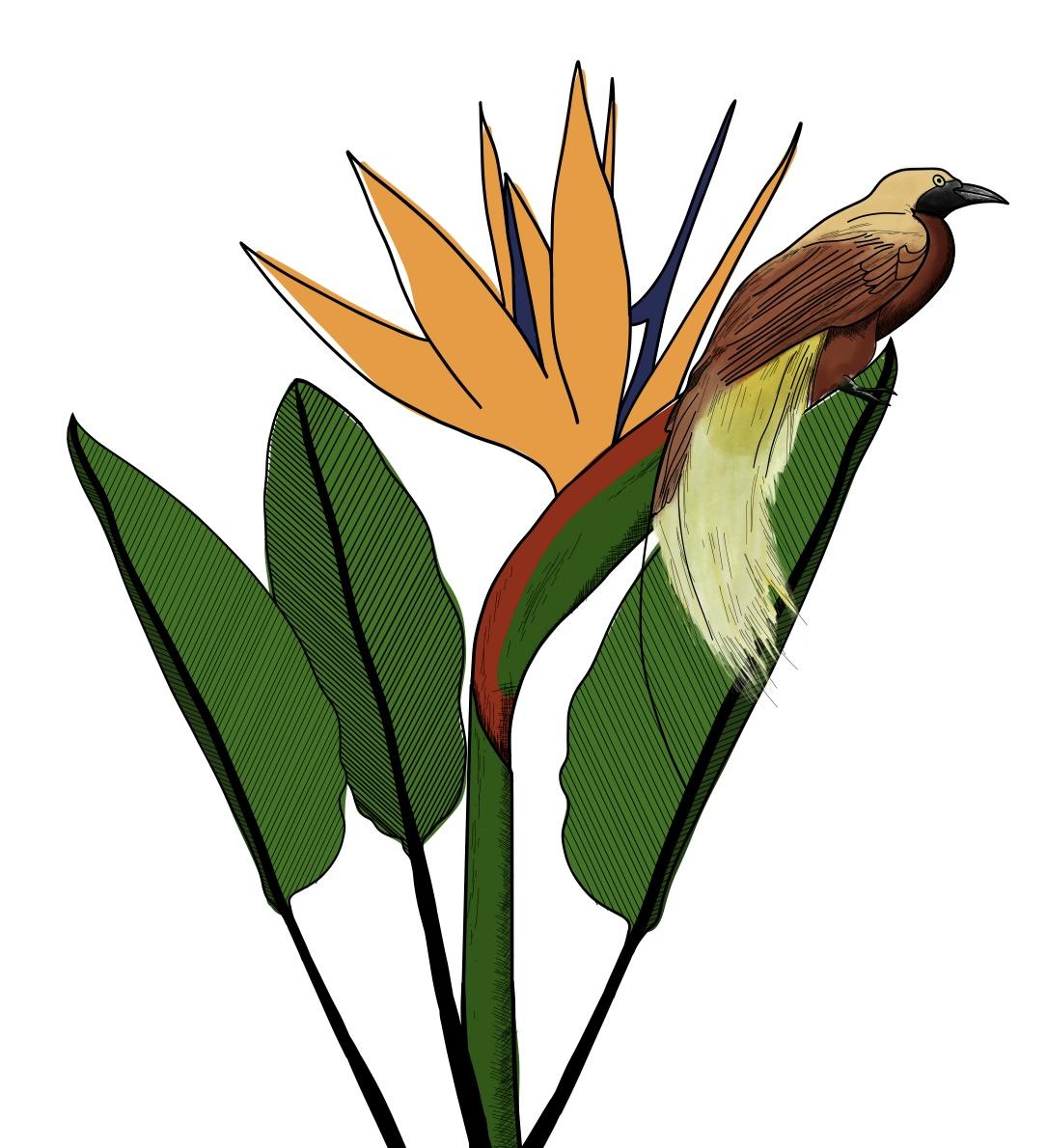 Paradise Bird Plant & Animal - image 4 - student project