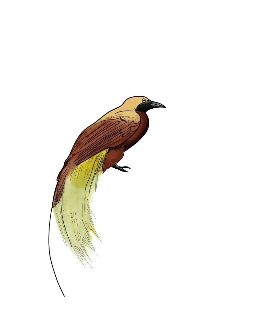 Paradise Bird Plant & Animal - image 3 - student project