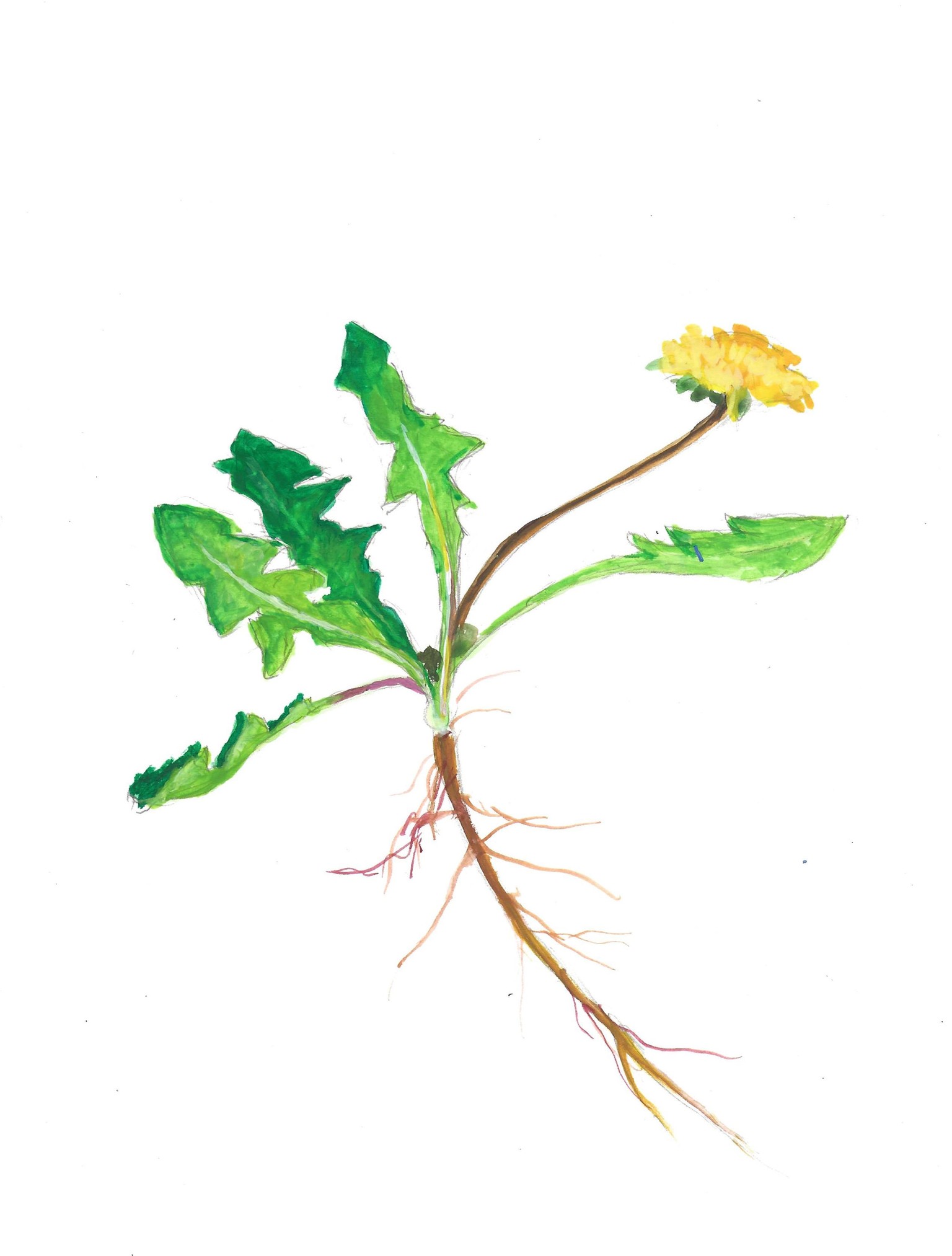 gouache projects - image 3 - student project