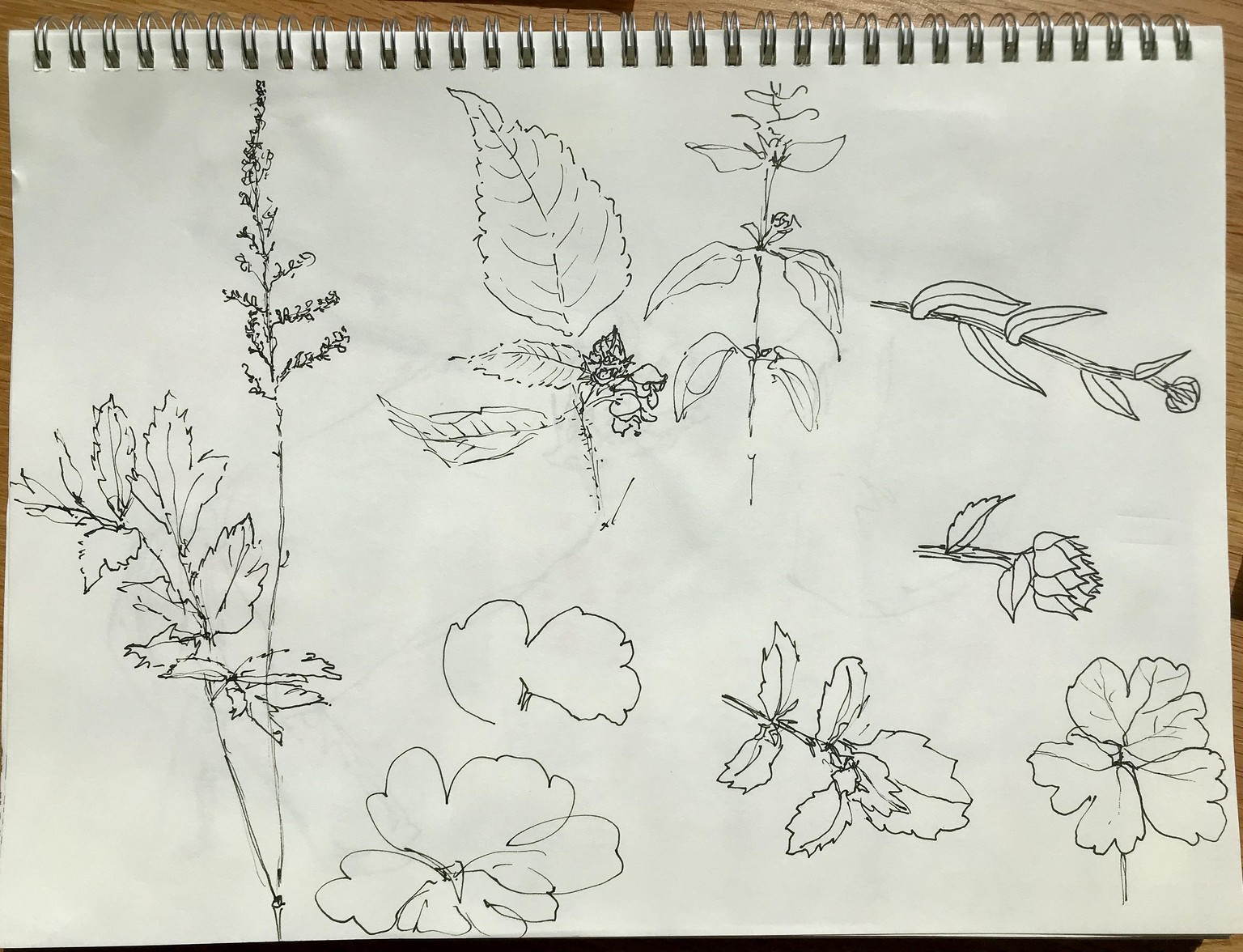 Wild flowers... and arrangements - image 1 - student project