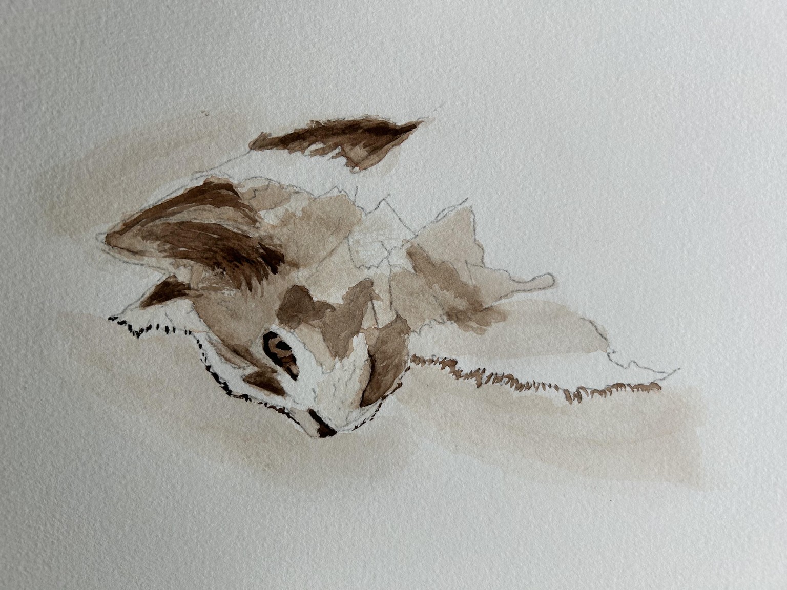 Traditional Watercolor for beginners - image 2 - student project
