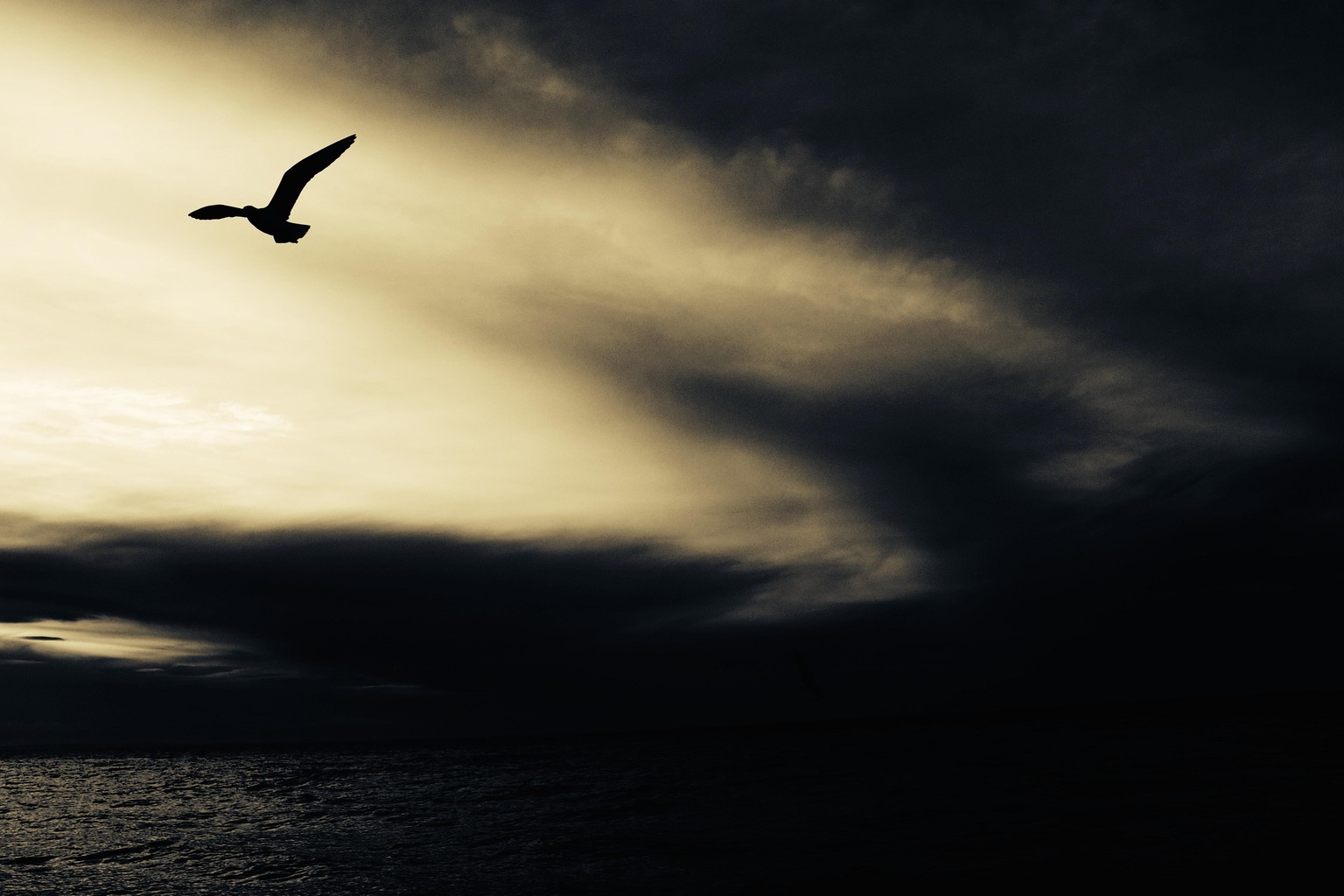 Silhouette Image Processing in LR - image 1 - student project