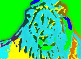 Colourful Animal Image - image 1 - student project