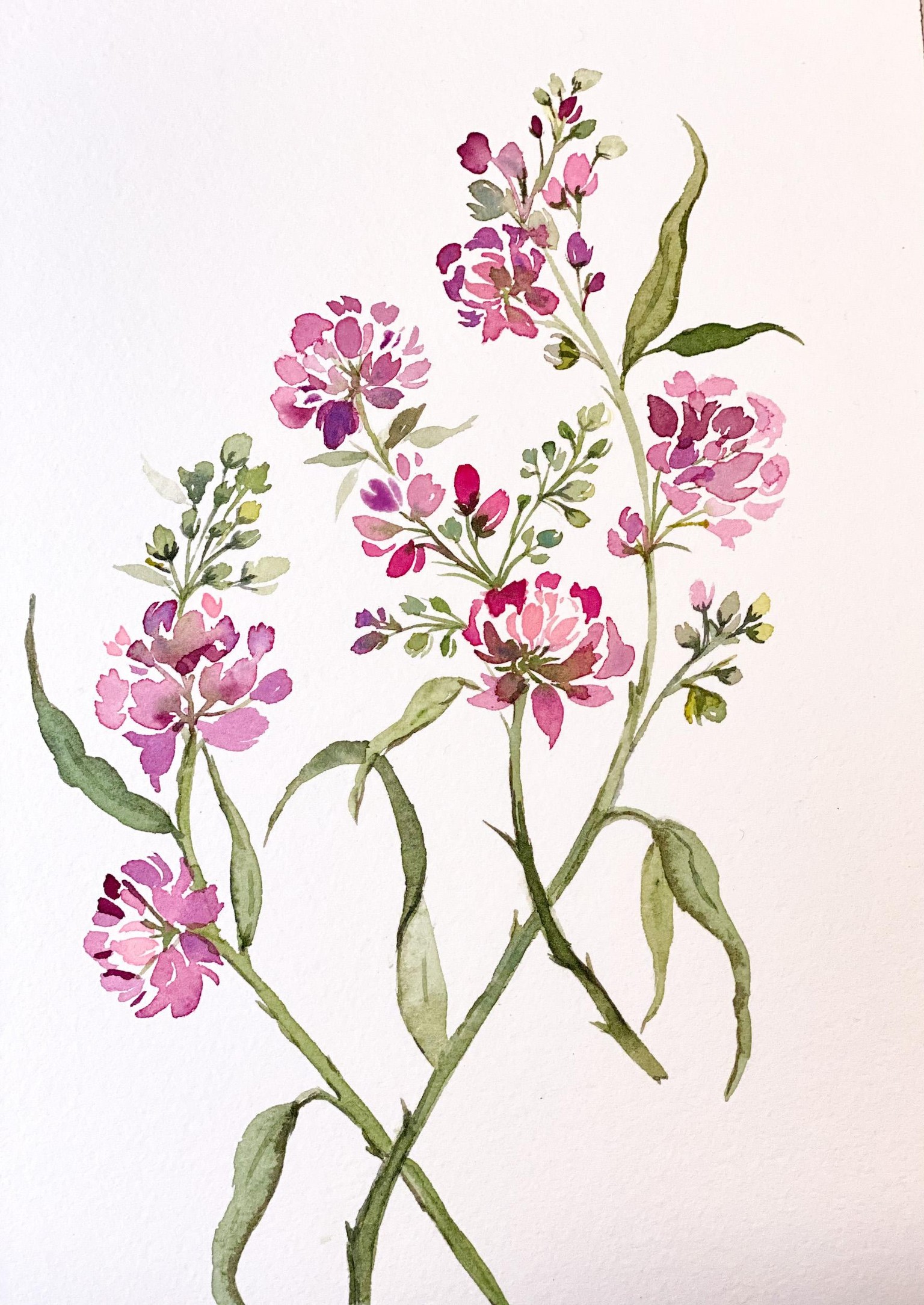 Freesia - image 1 - student project