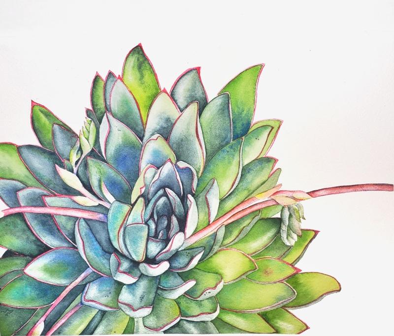 Louise De Masi's Watercolor Succulent Class - image 1 - student project