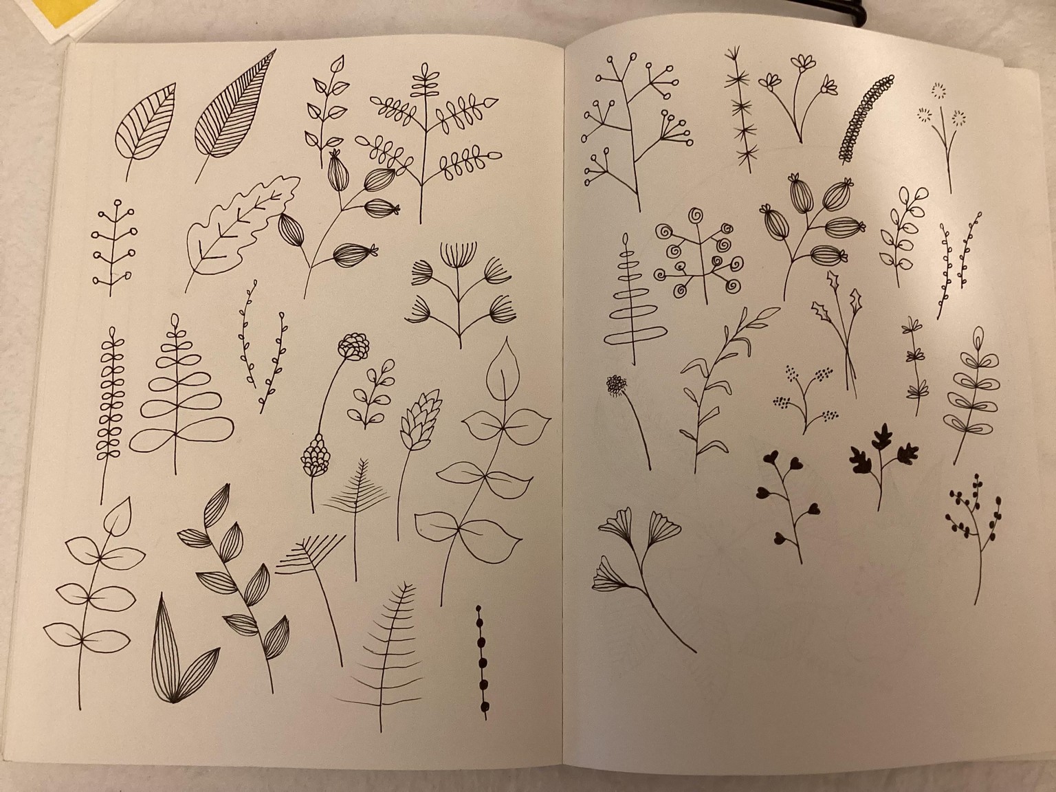 Botanical line drawings - image 2 - student project