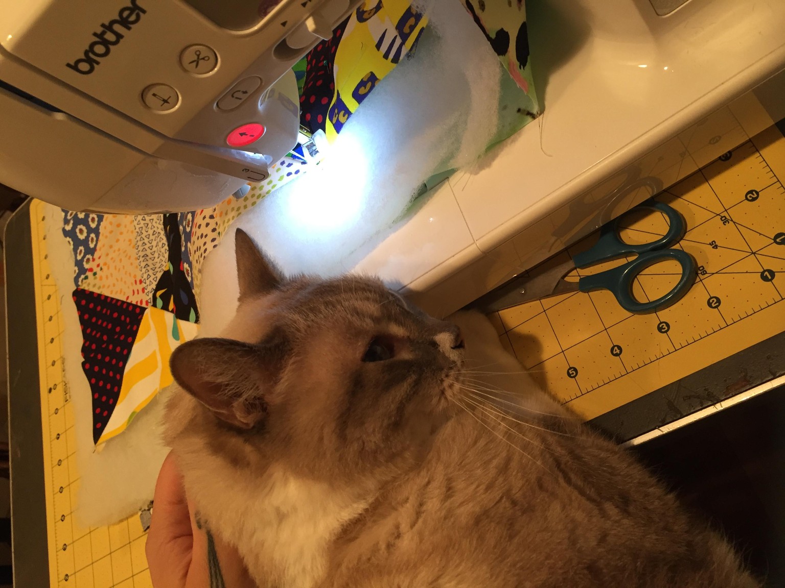 Cat Bed Quilt - image 1 - student project