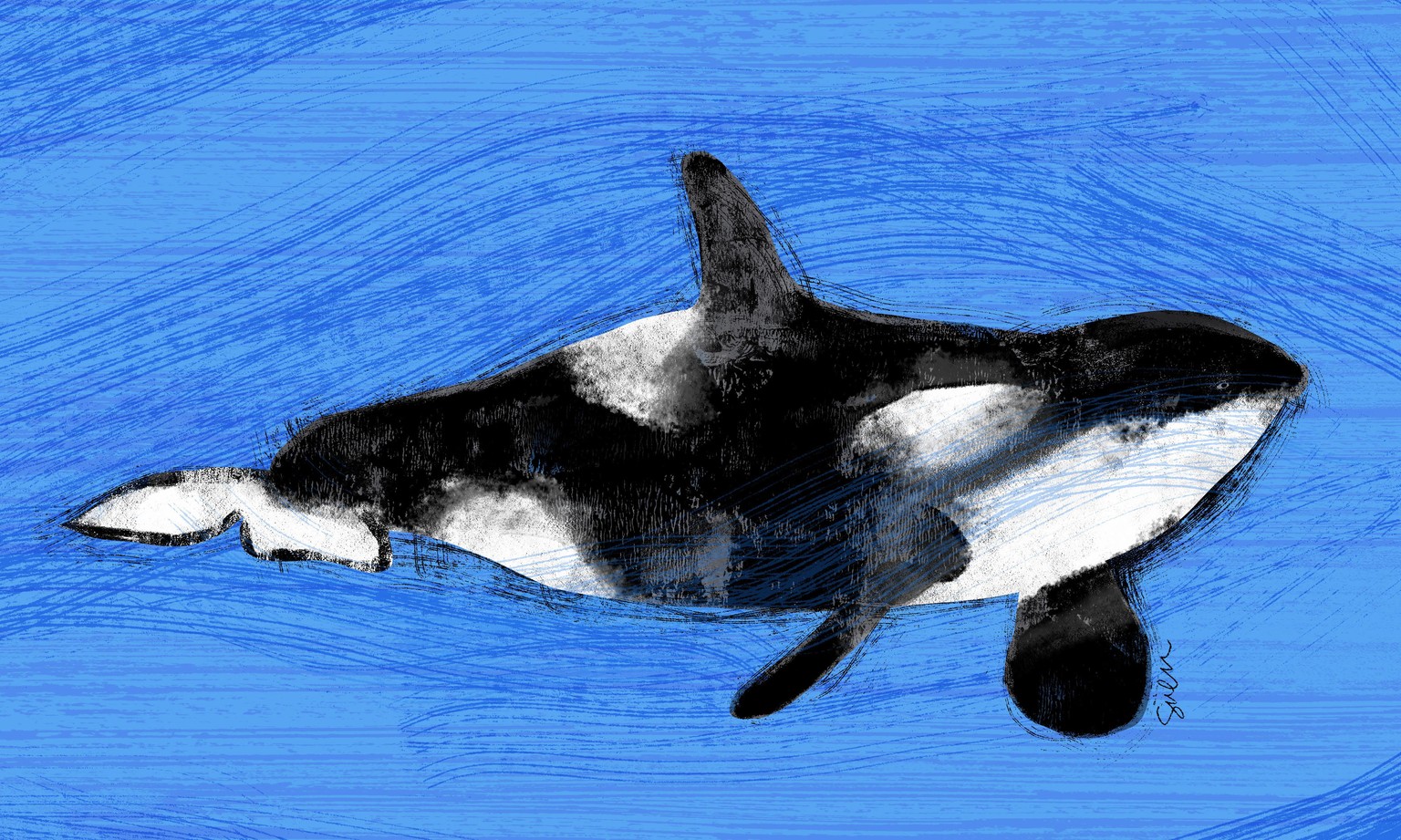 Textured Whale - image 1 - student project