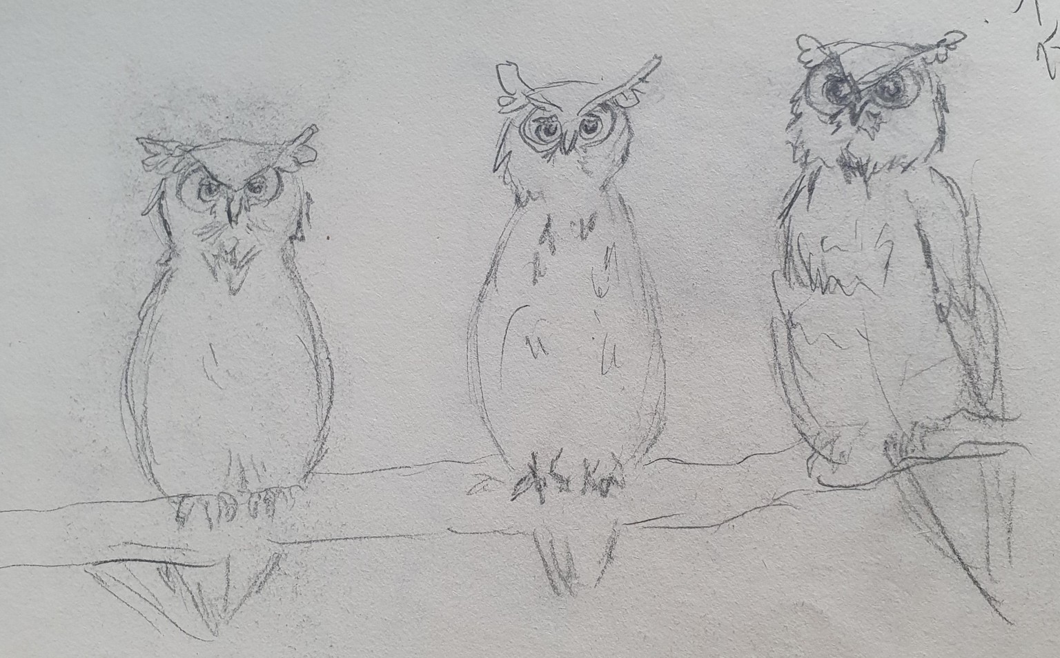 Cute owls in ink and pencil :) - image 1 - student project