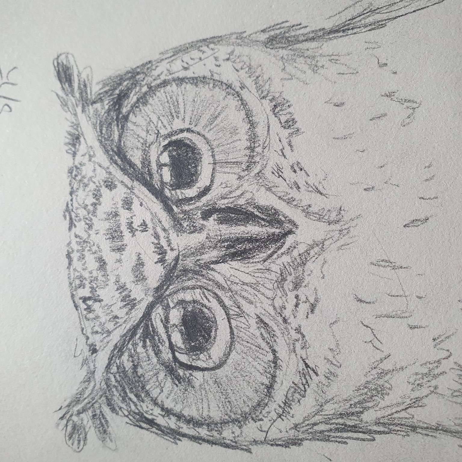 Cute owls in ink and pencil :) - image 4 - student project