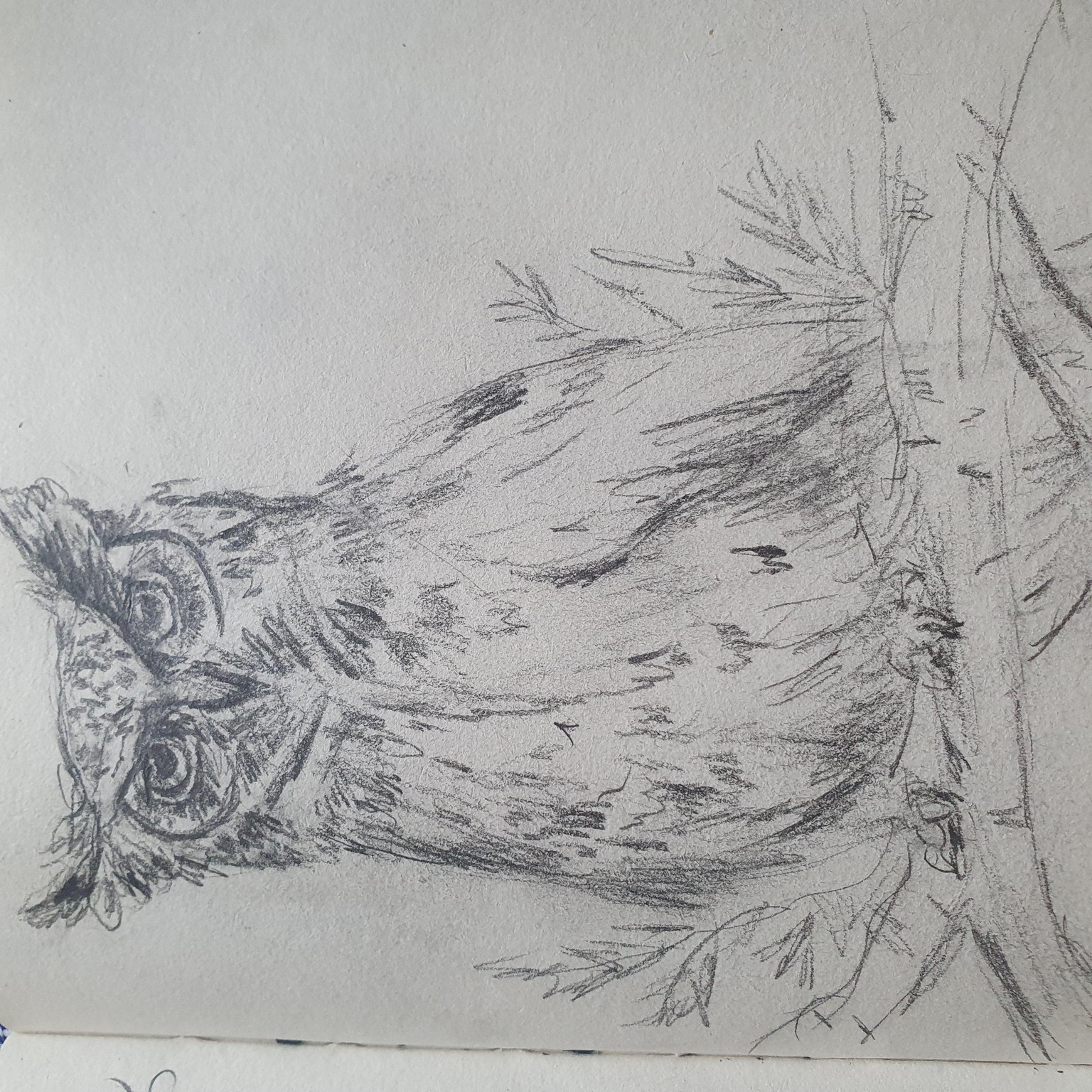 Cute owls in ink and pencil :) - image 3 - student project