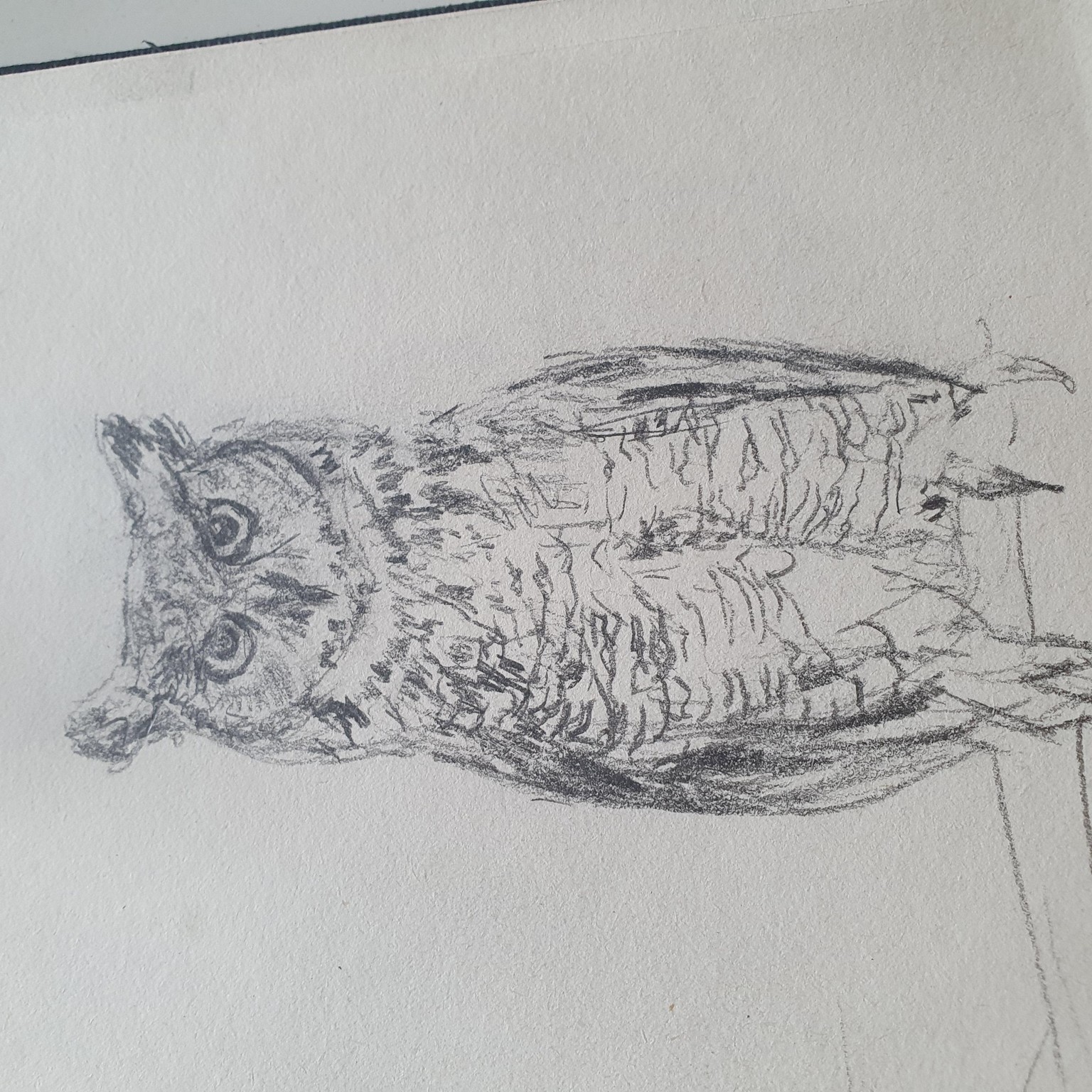 Cute owls in ink and pencil :) - image 2 - student project