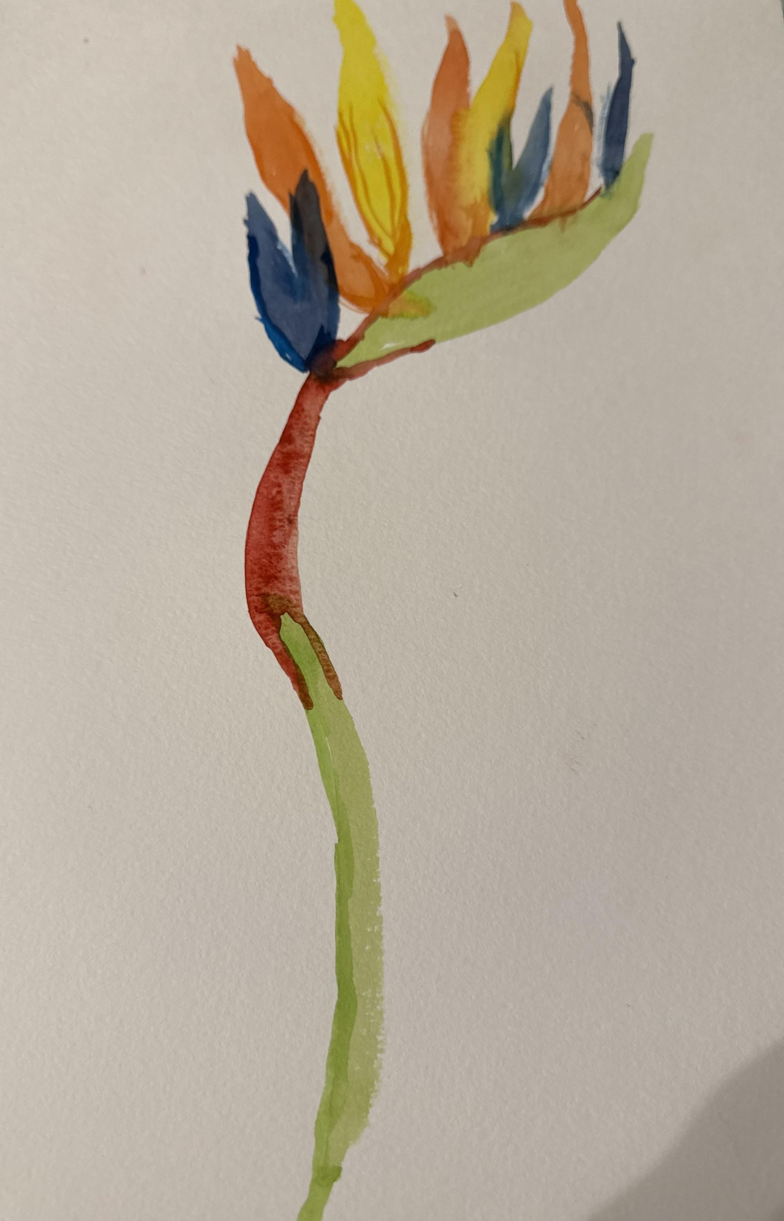 bird of paradise - image 1 - student project