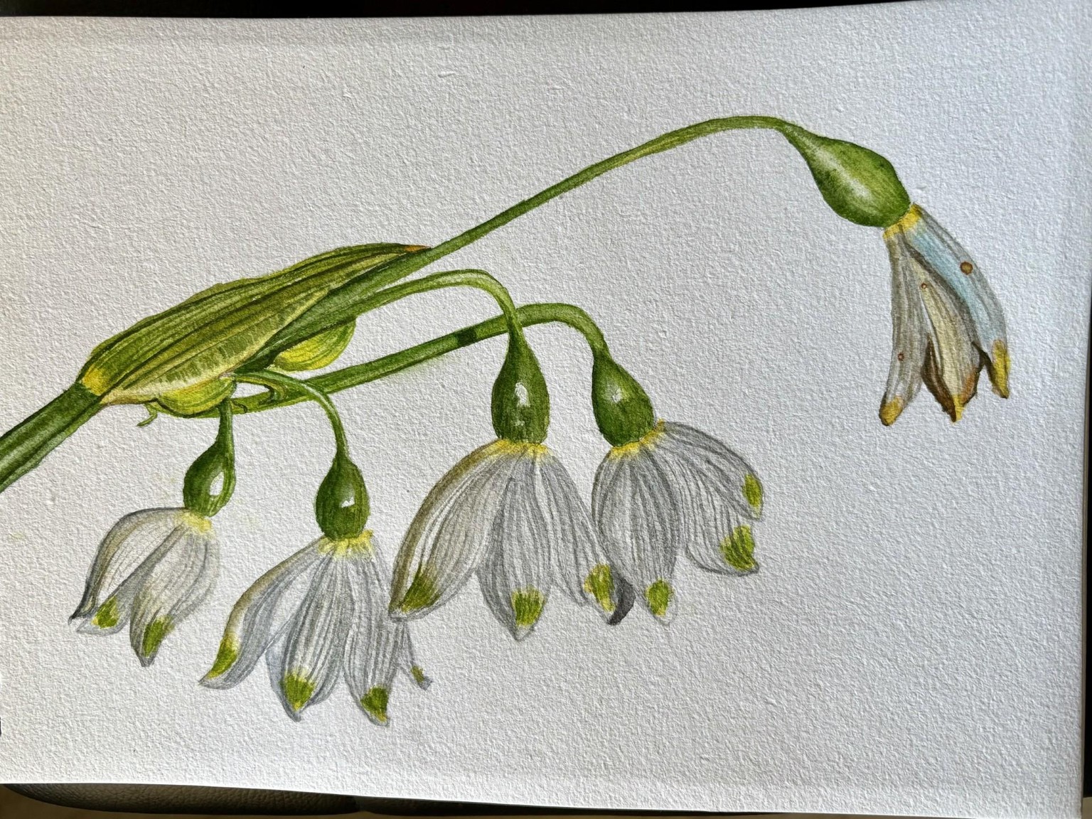 Snowdrops - image 1 - student project