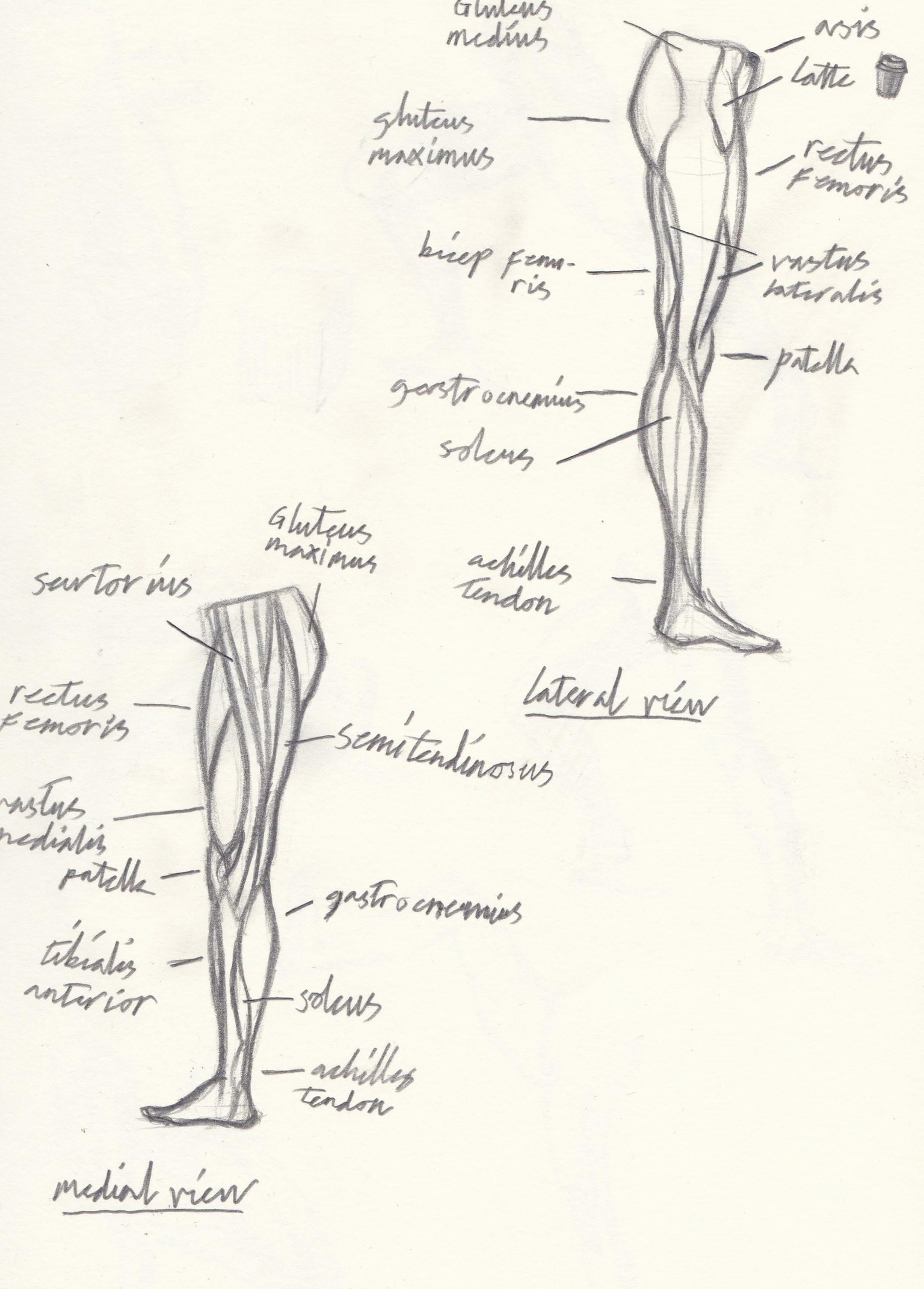 leg anatomy - image 2 - student project