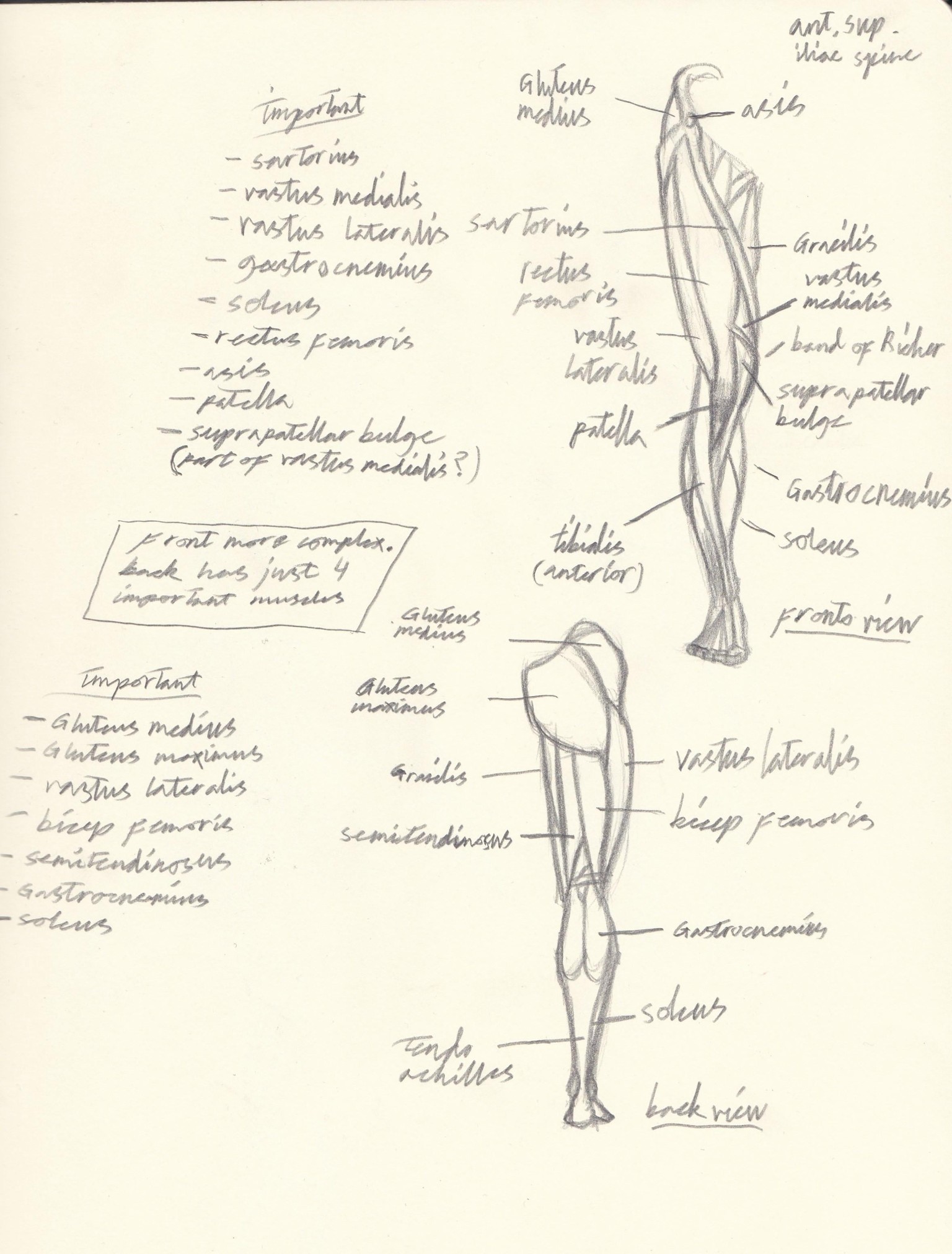 leg anatomy - image 1 - student project