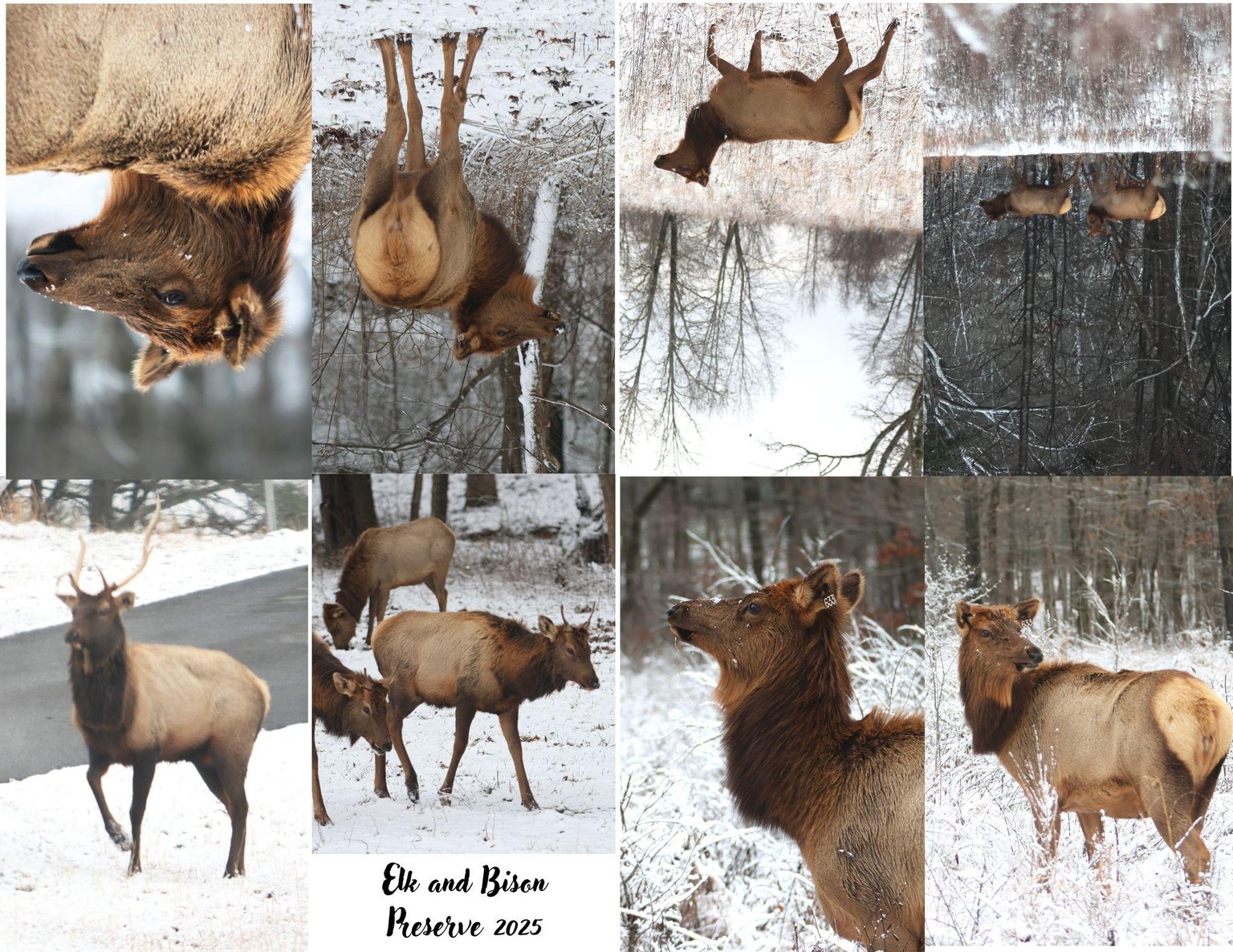 Trip to Elk Preserve in LBL, Kentucky. - image 1 - student project