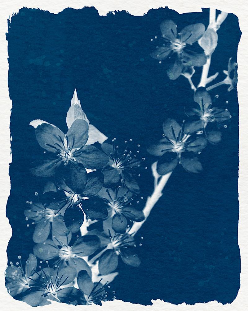 In love with cyanotype - image 5 - student project