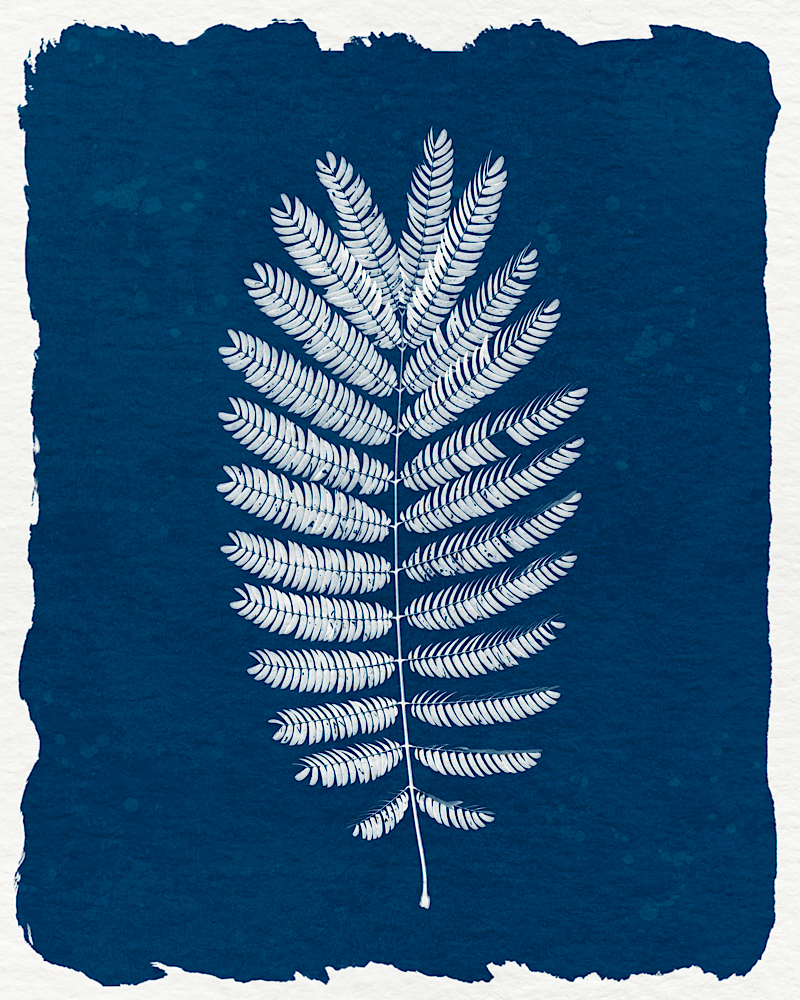 In love with cyanotype - image 2 - student project