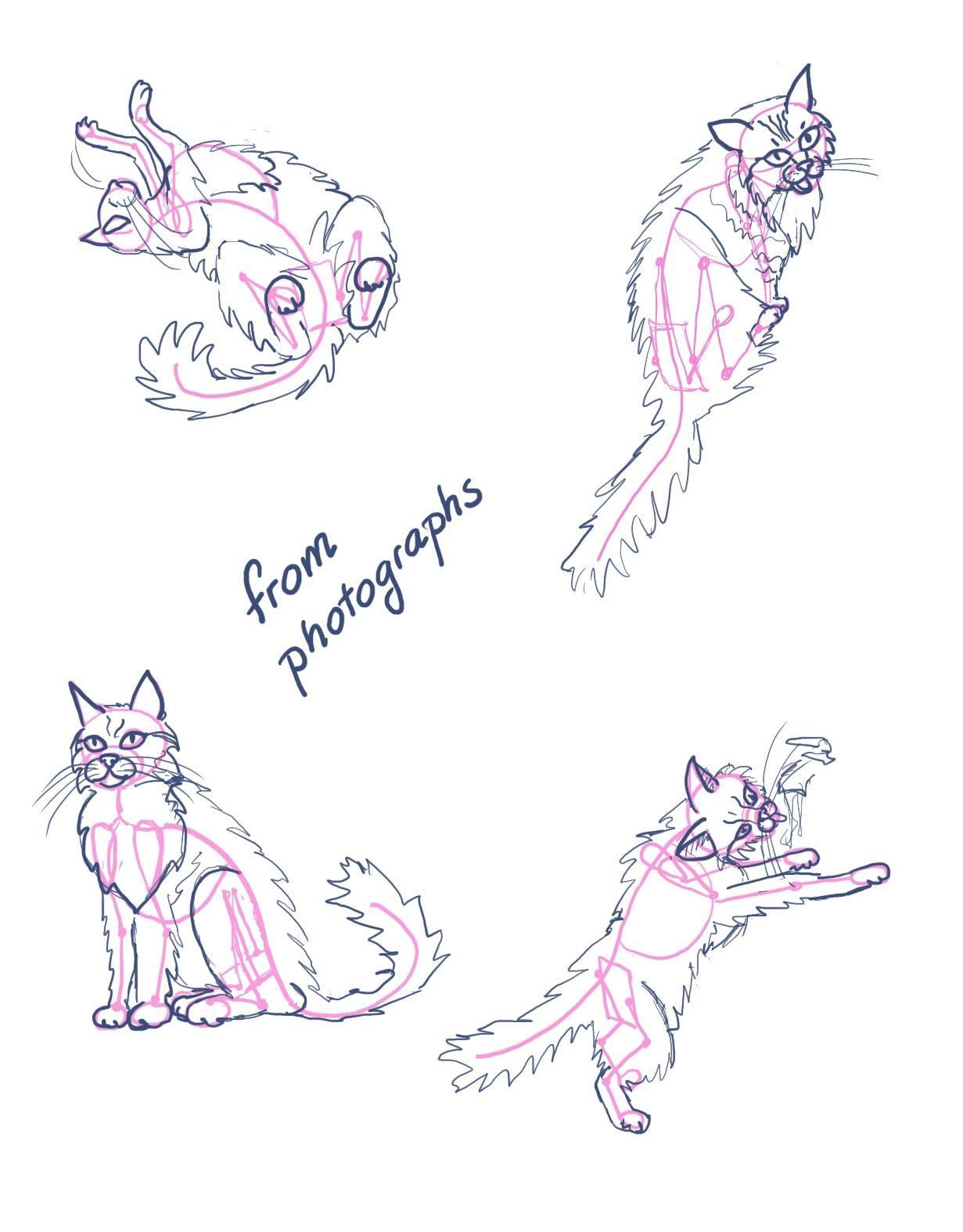 A cat from the inside out - image 1 - student project