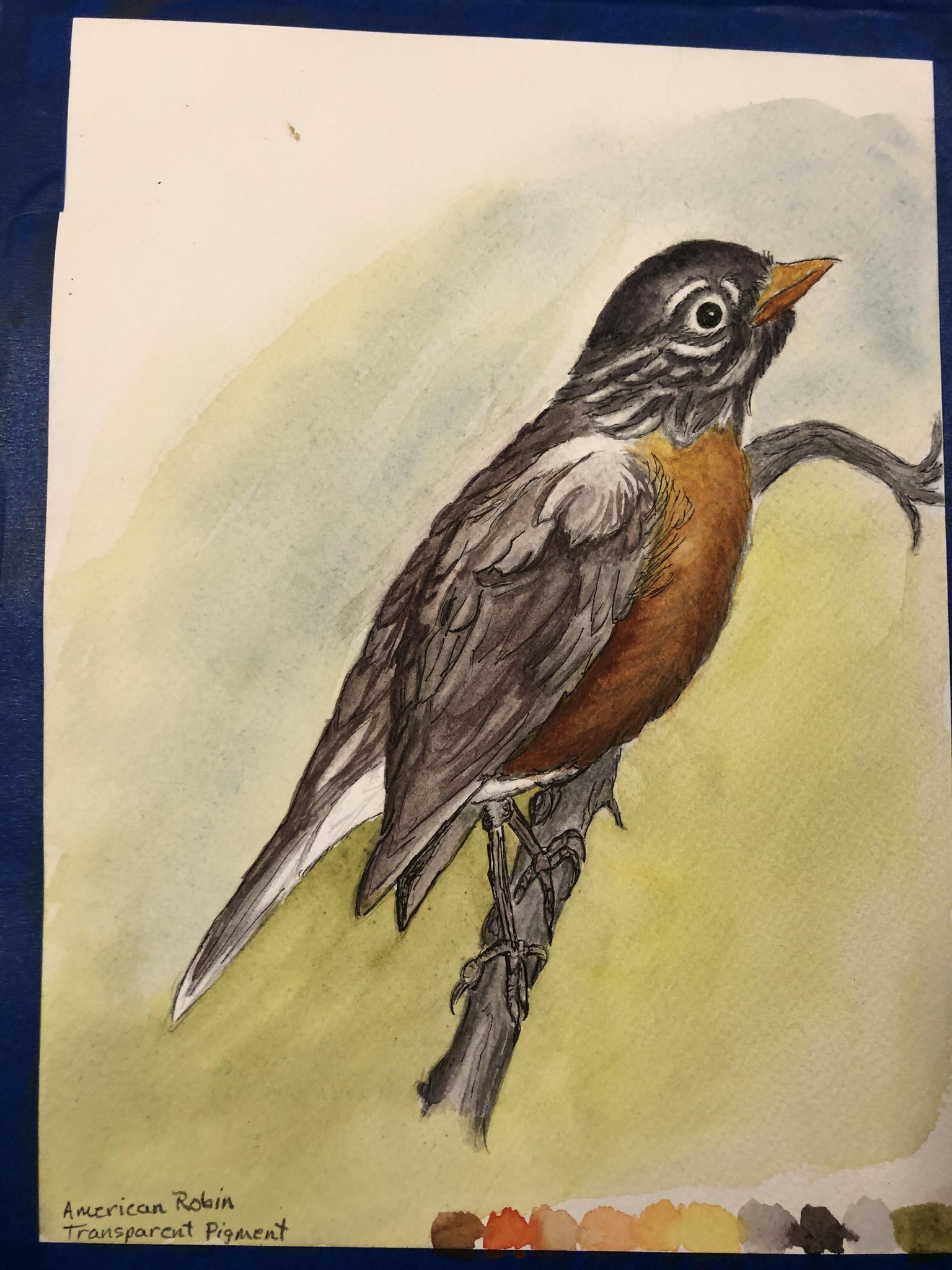 Line n wash robin - image 2 - student project