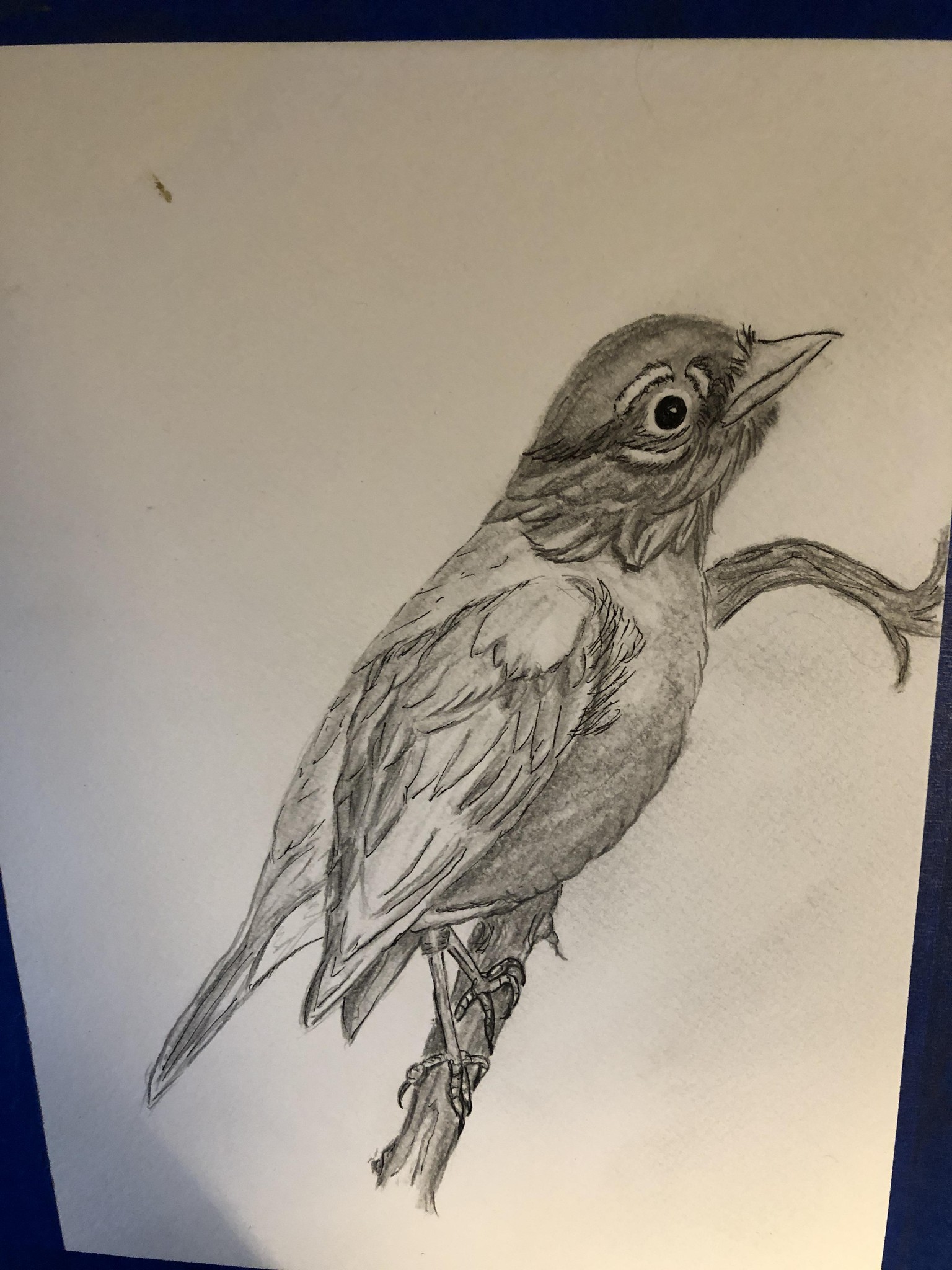Line n wash robin - image 1 - student project