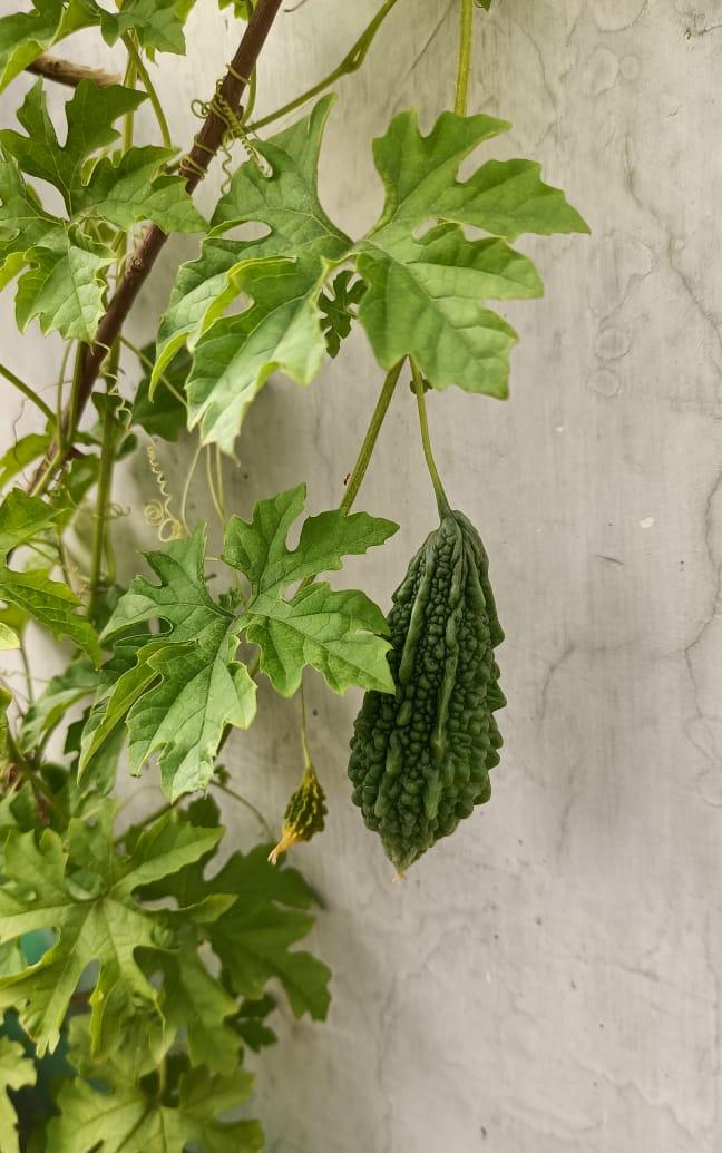 Terrace gardening - image 1 - student project