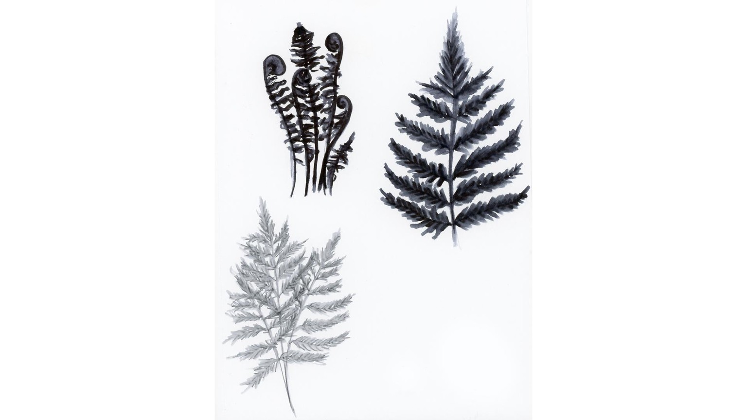 Sketches for Painting Watercolor Botanical with Water-Based Markers - image 1 - student project