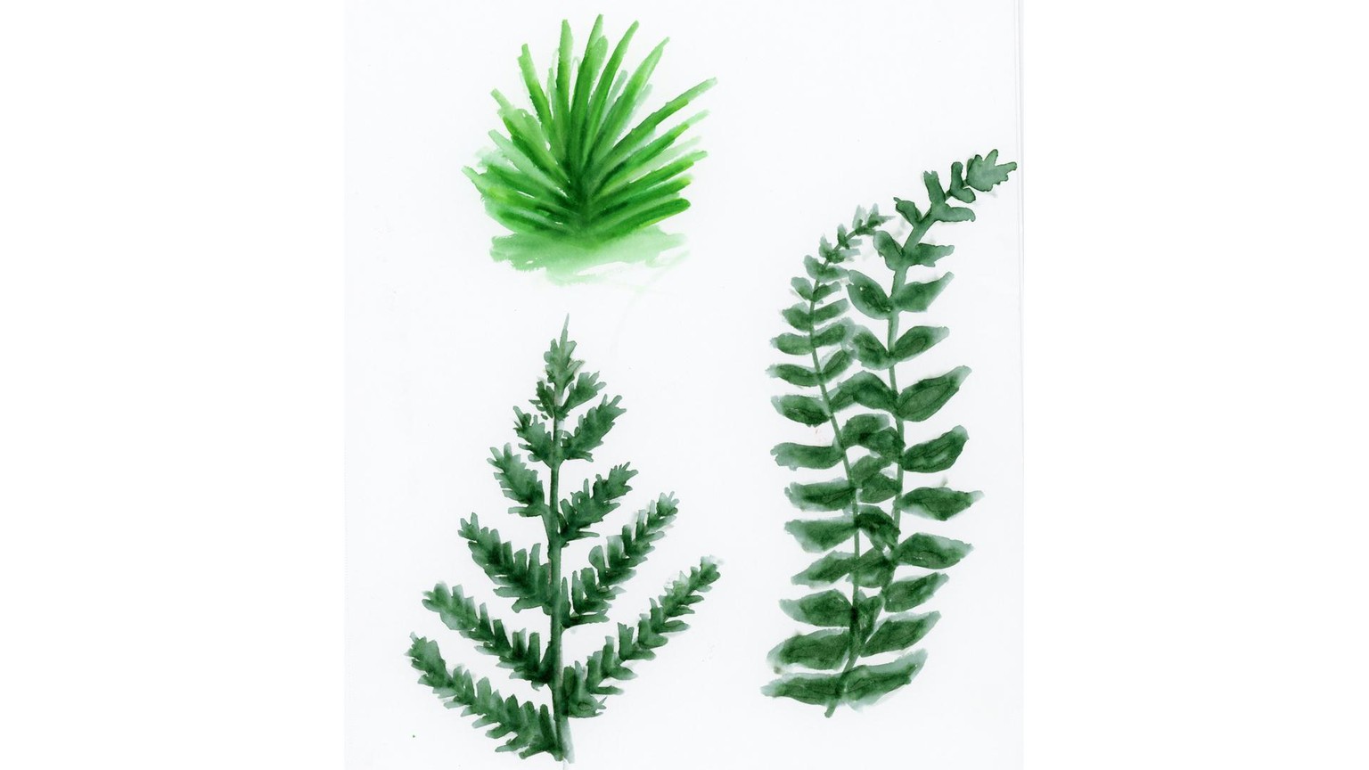 Sketches for Painting Watercolor Botanical with Water-Based Markers - image 2 - student project