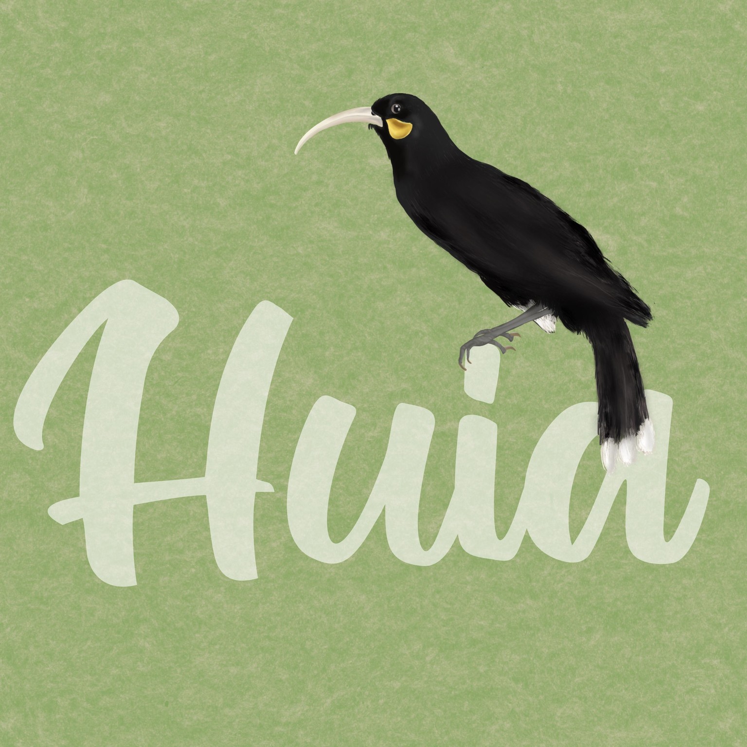 Huia bird - image 1 - student project