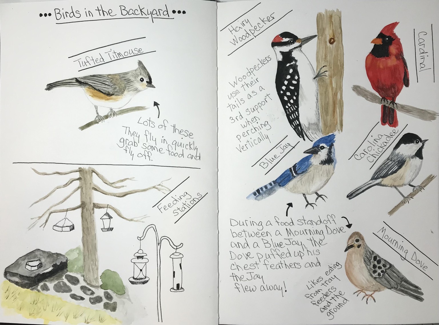 Nature Sketchbook Composition - image 1 - student project