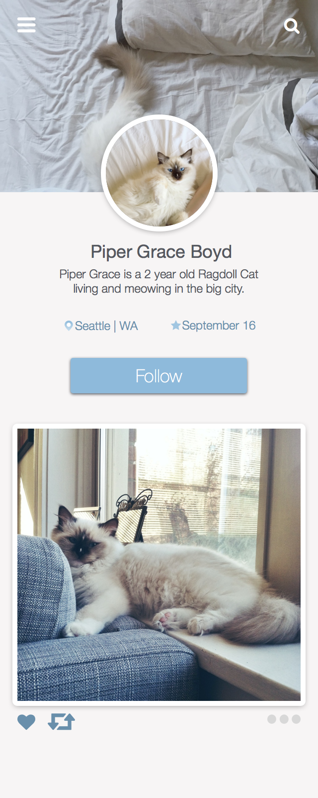 User Profile - Cat  - image 3 - student project
