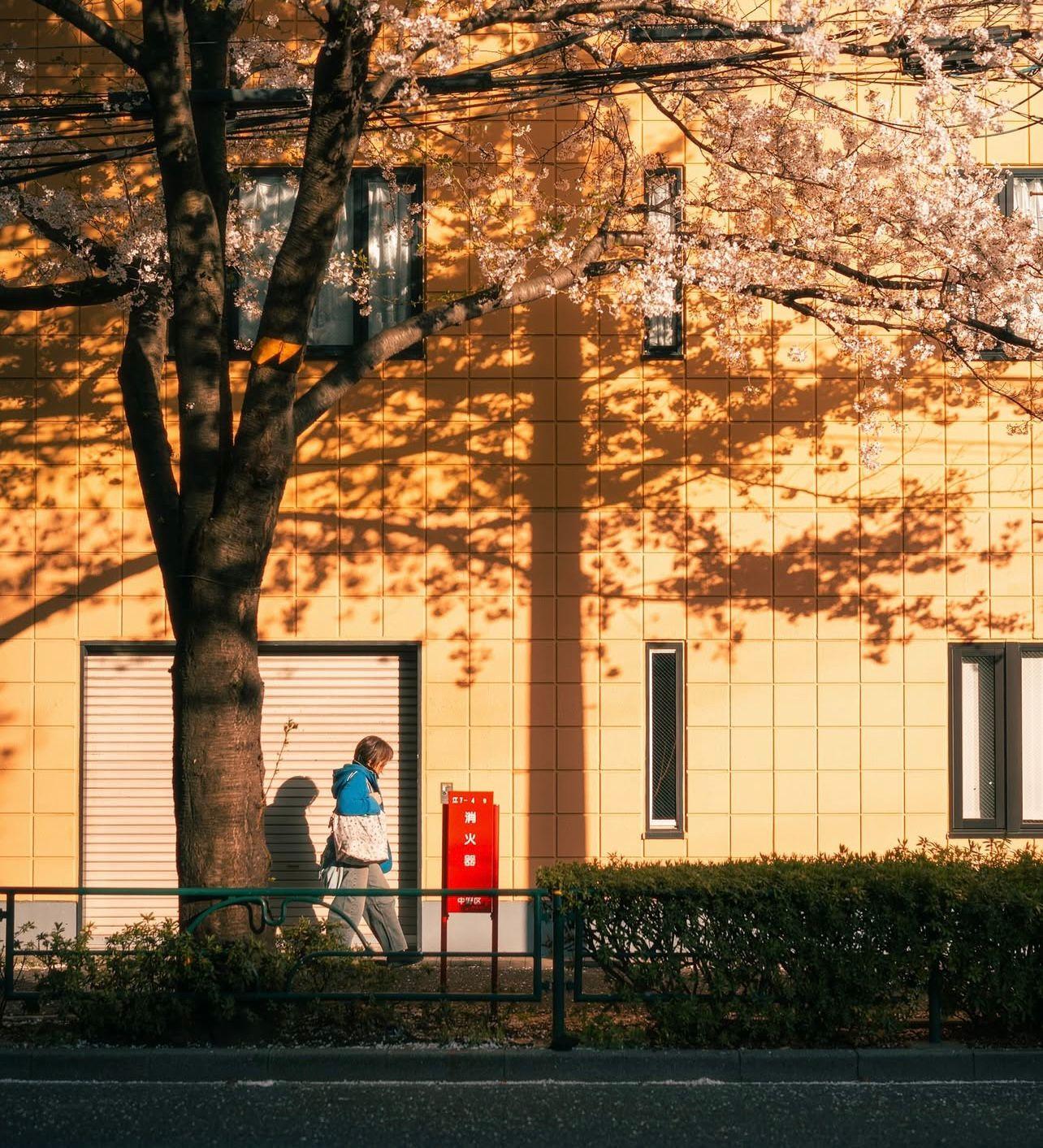 Soft Light, Strong Feeling - image 2 - student project