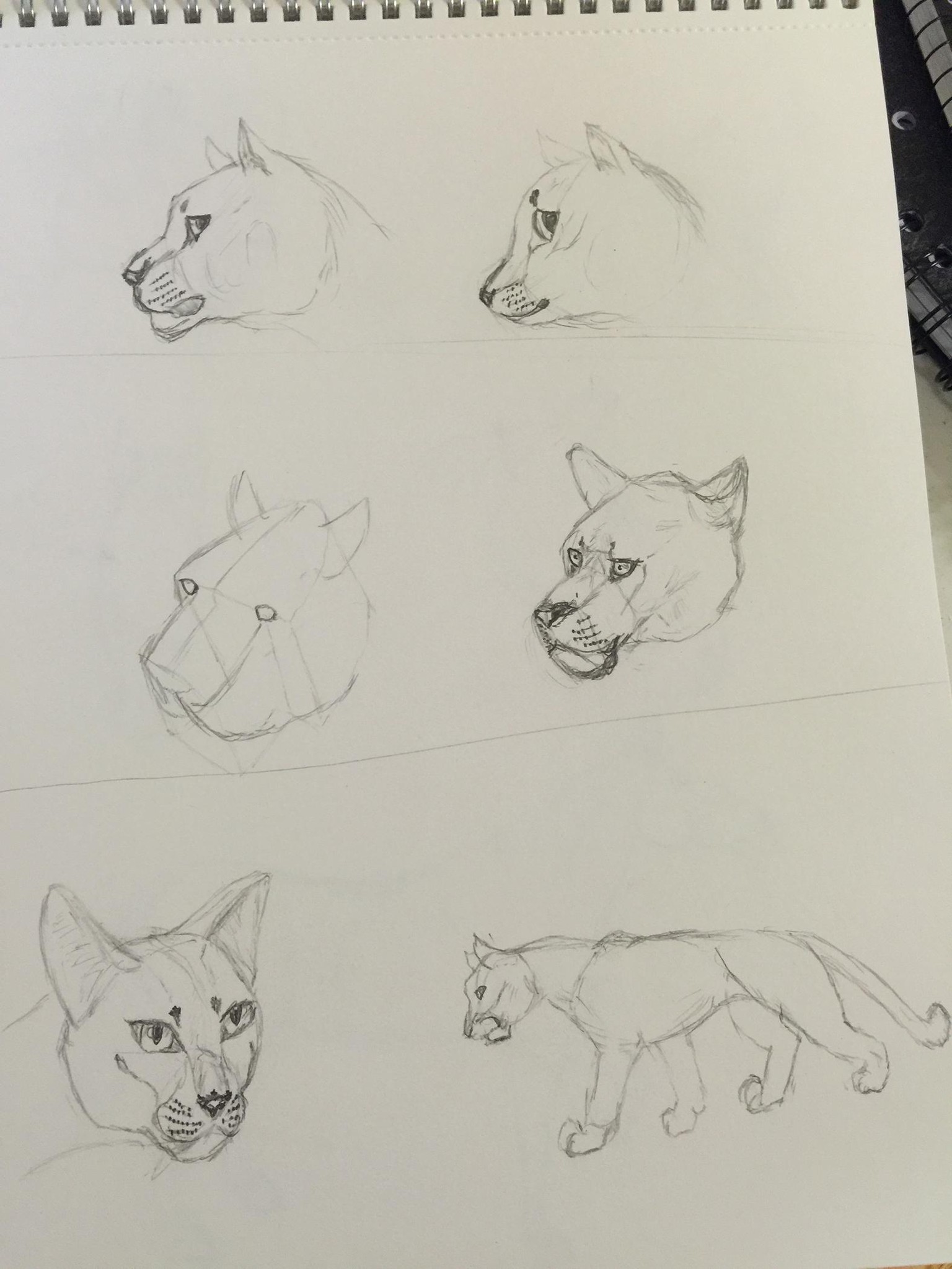 Giving drawing another chance after 35 plus yrs. - image 3 - student project
