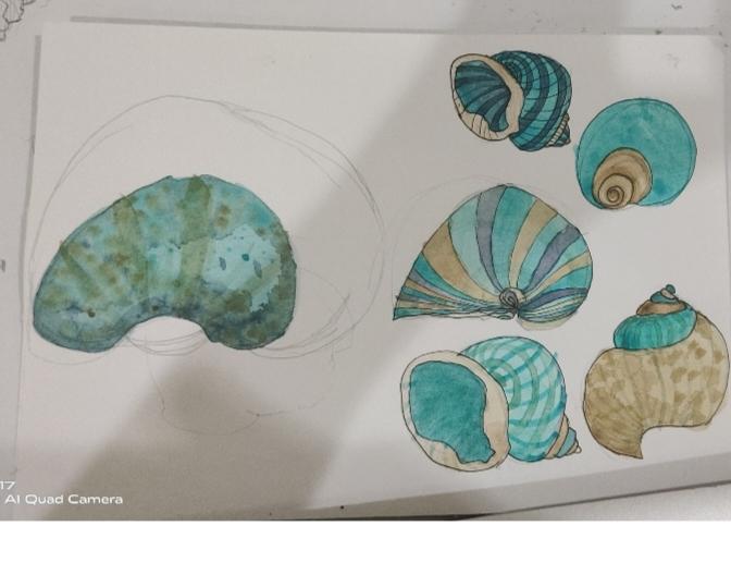 Shell Taxonomy - image 1 - student project