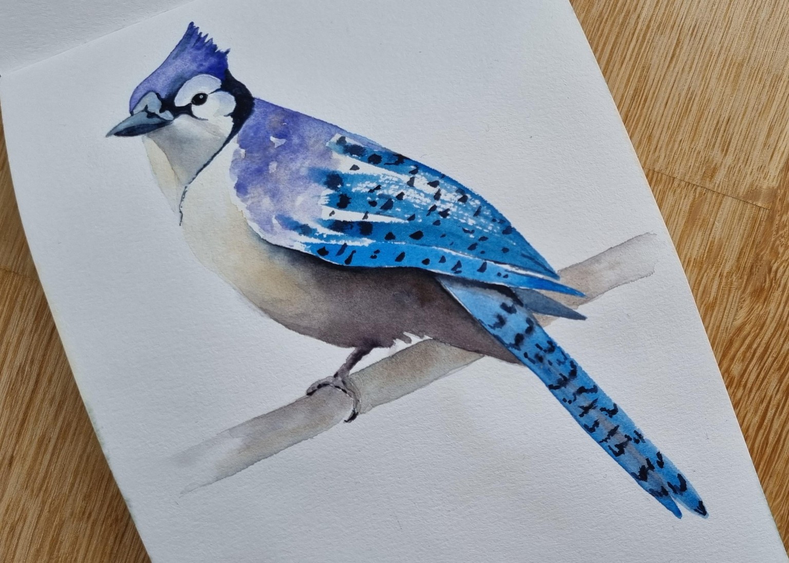 Blue Jay - image 3 - student project