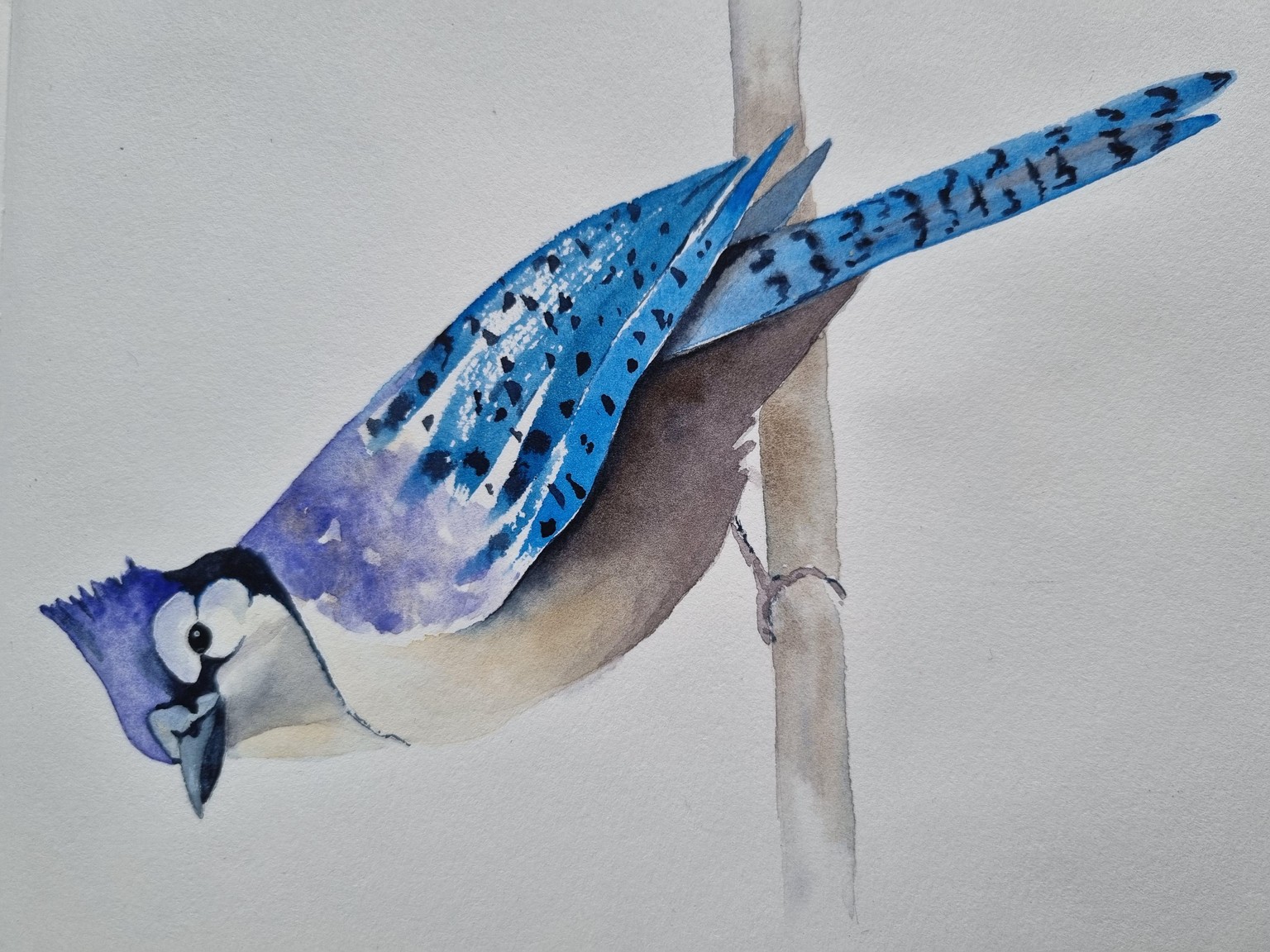 Blue Jay - image 2 - student project
