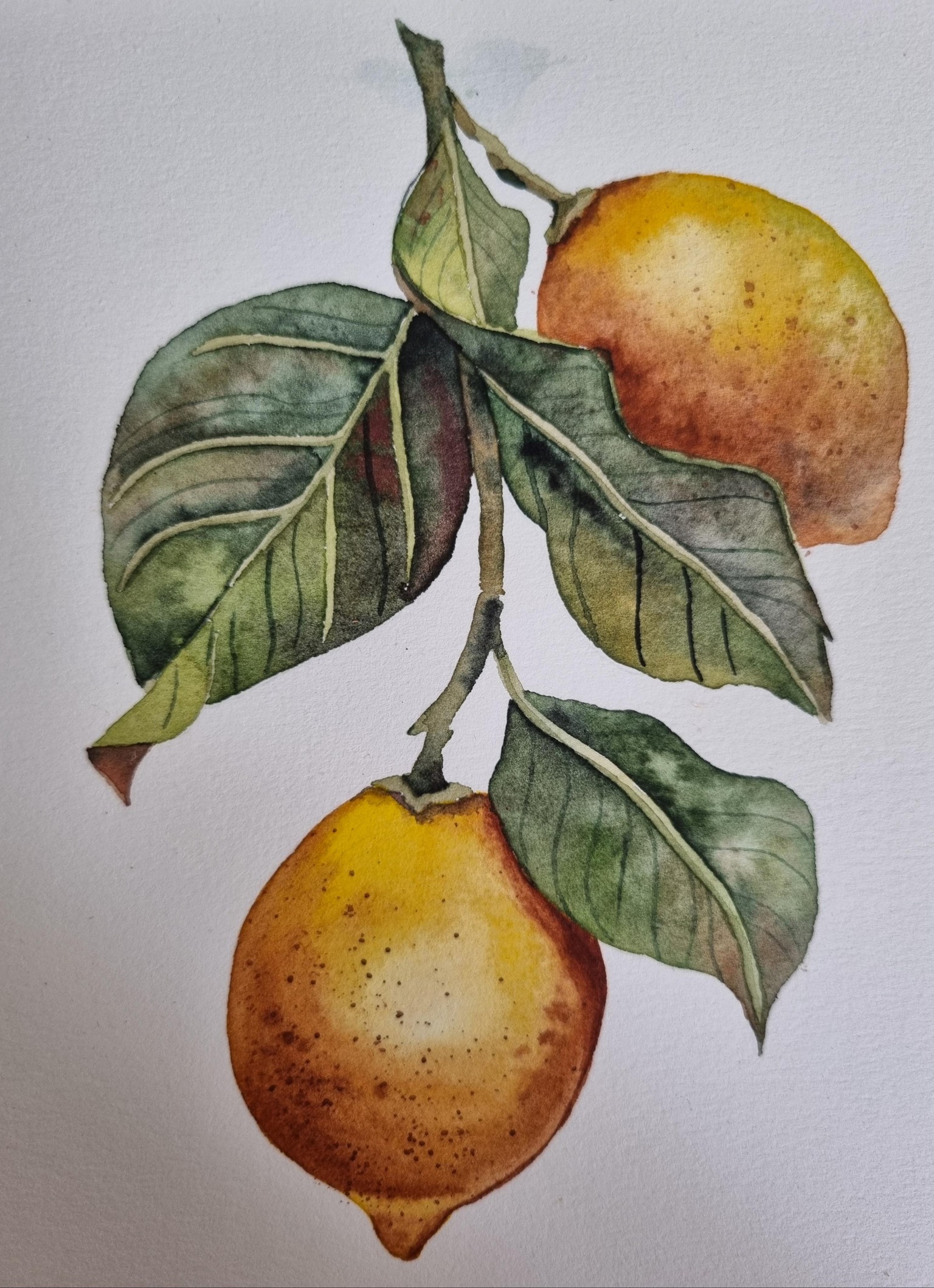 Vintage Lemons - image 3 - student project