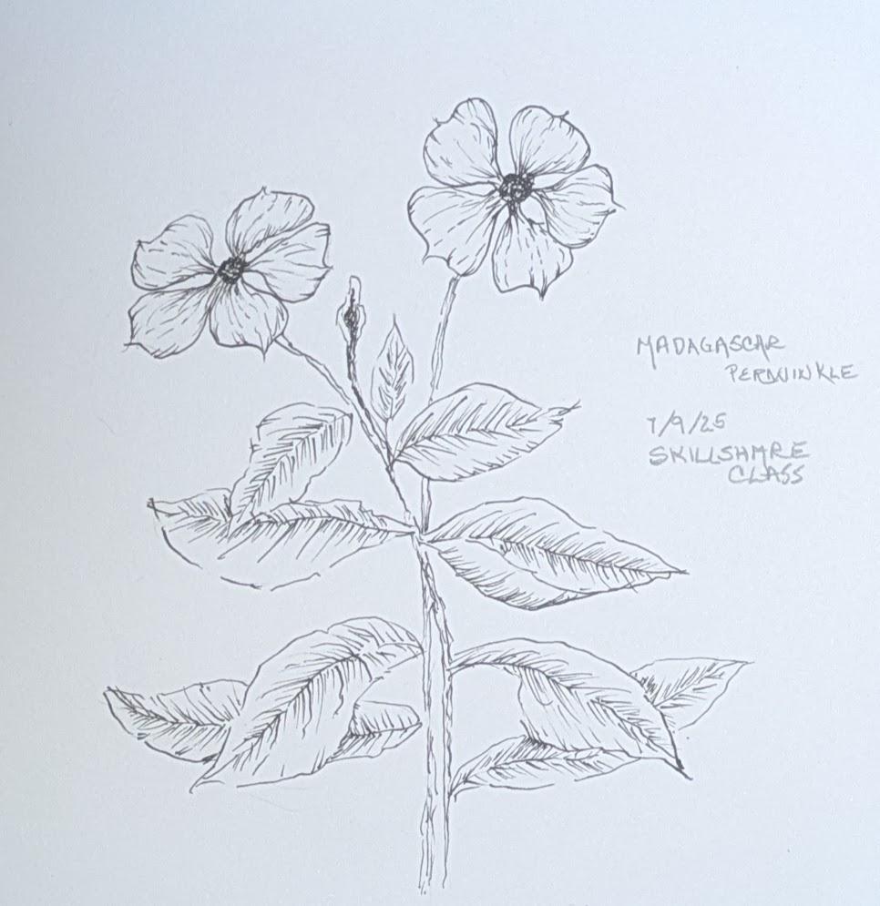 Sketchy Marigold - image 2 - student project